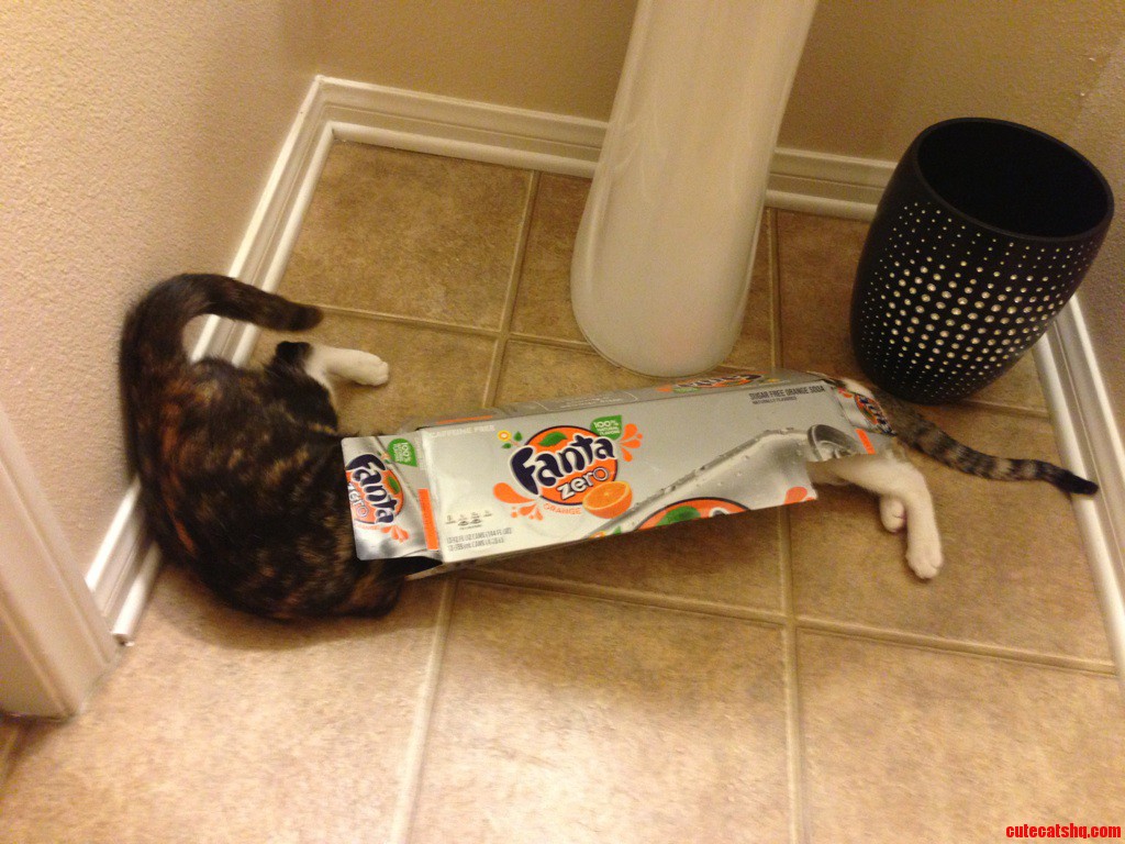 One Box and Two Cats Endless Entertainment