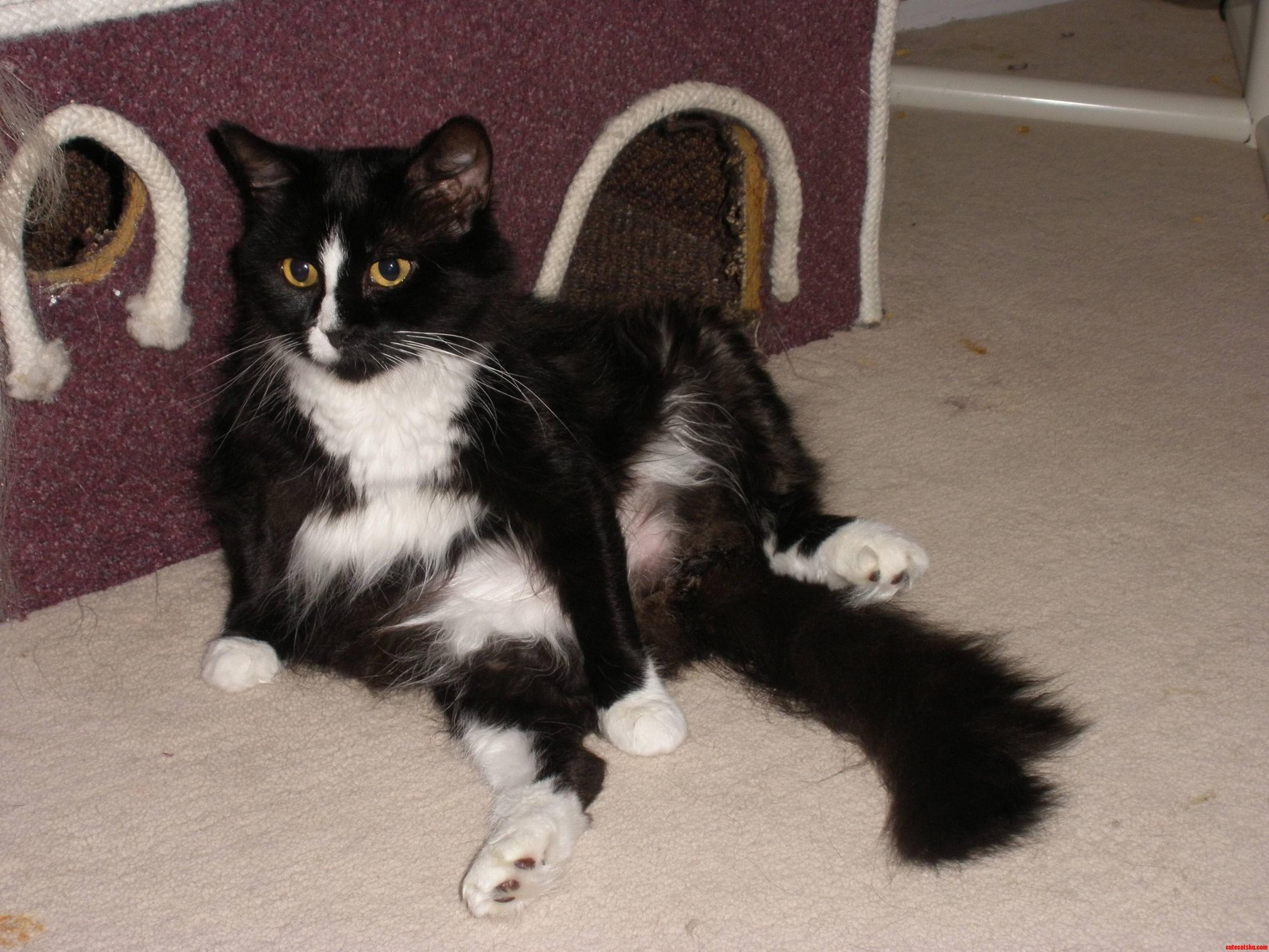 One of My Cats Posing for Playcat.