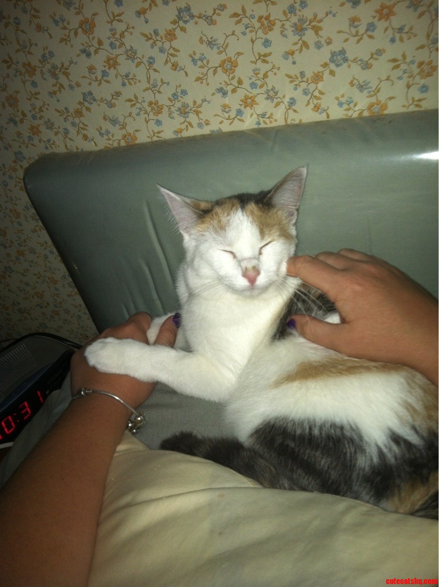 One of Our Cats Has to Hold Hands with My Wife at Bed Time Every Night.