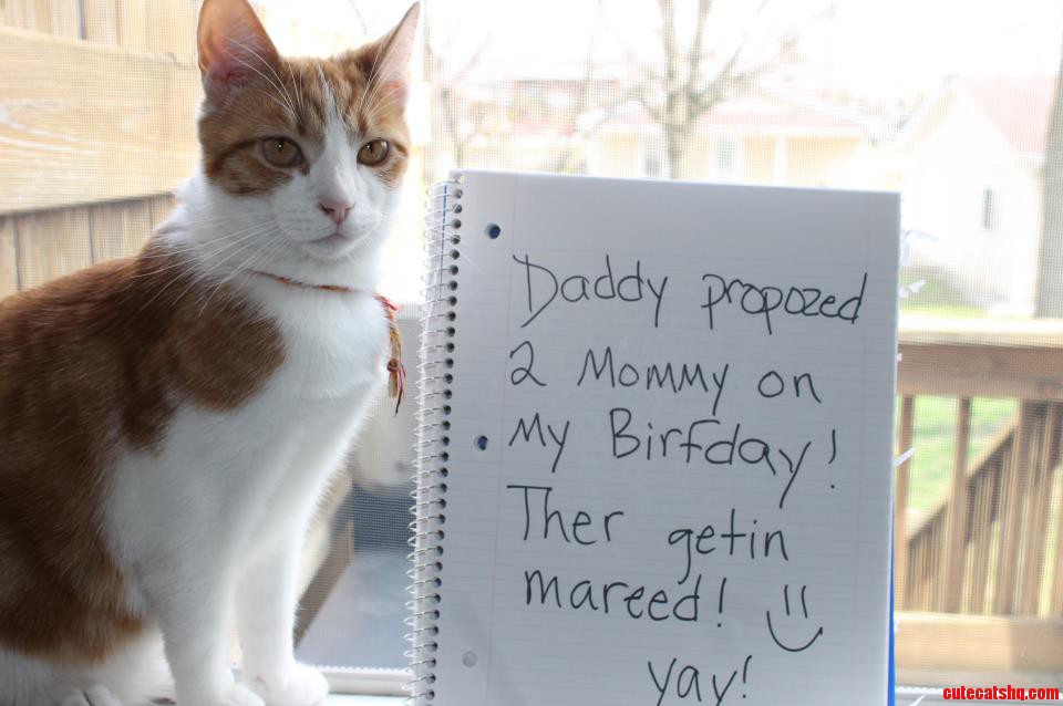 Our Cat Helped Us Announce Our Engagement on Facebook...meet Our Vincent