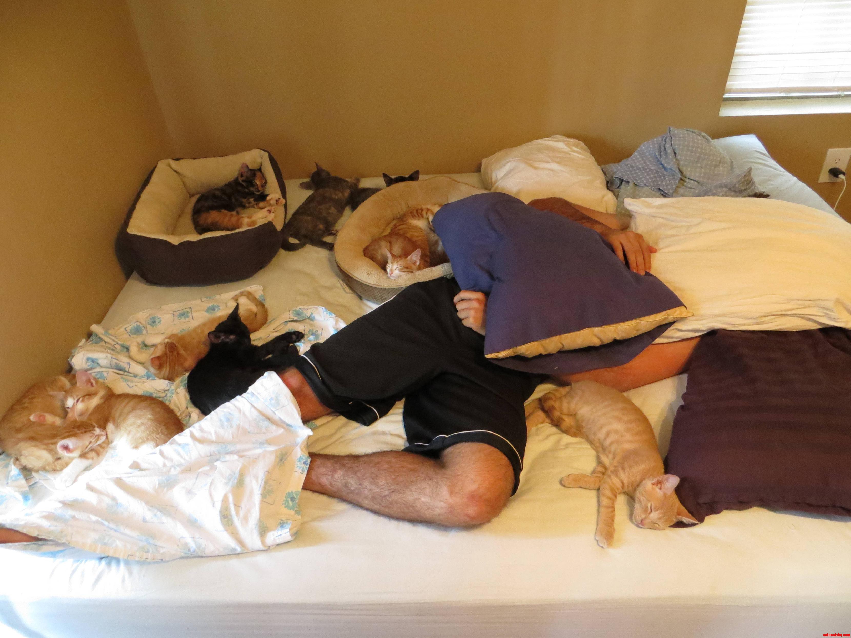 Our Foster Kittens Testing Max Capacity of a Queen Bed.
