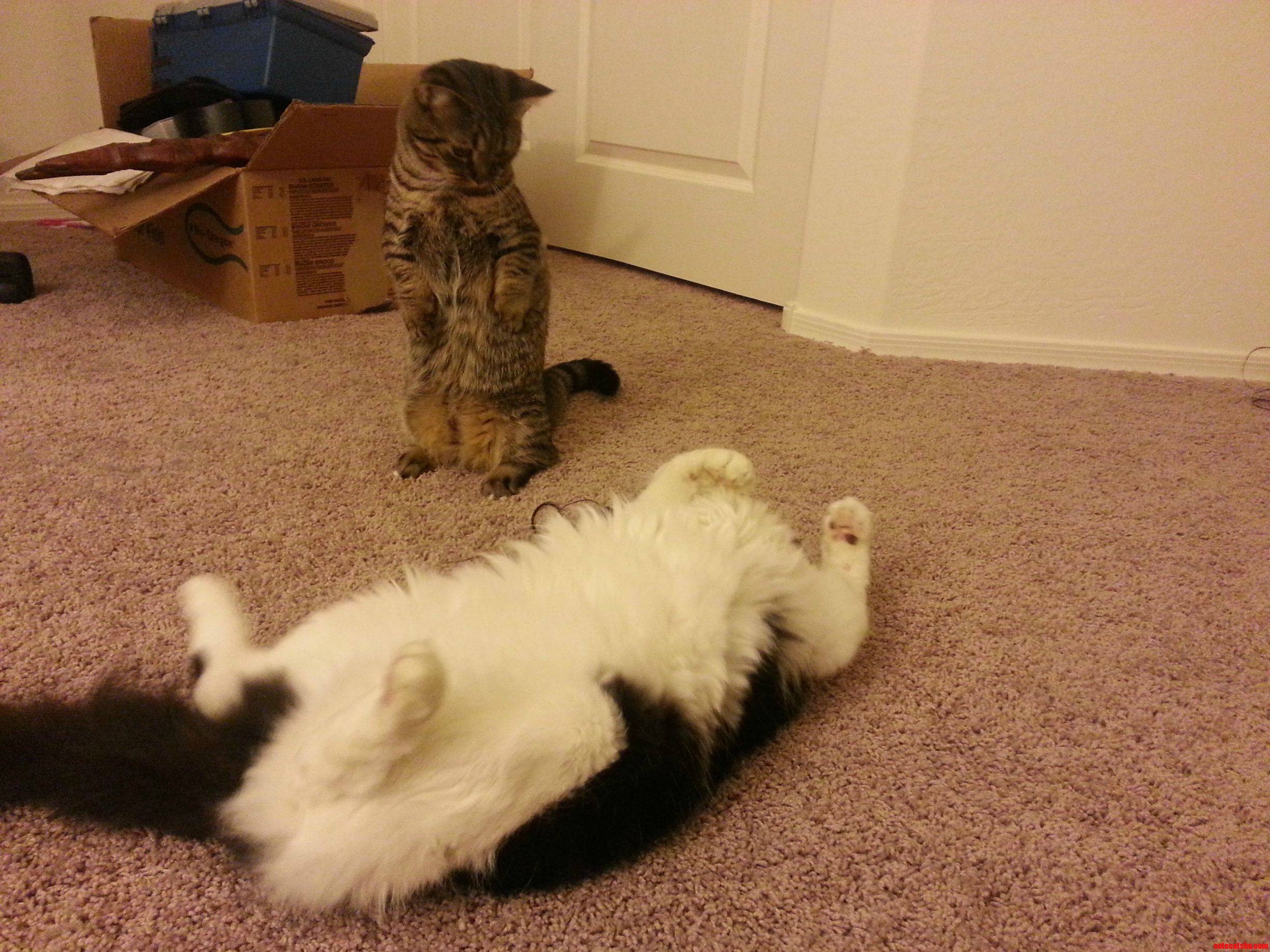 Our Munchie Was Confused by His New Long Legged Friend.
