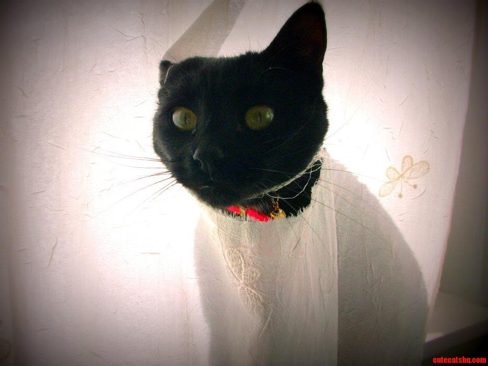 Our Smart Cat Made a Hole in the Curtain  So She Can Hide and Watch What We Are Doing at the Same Time.