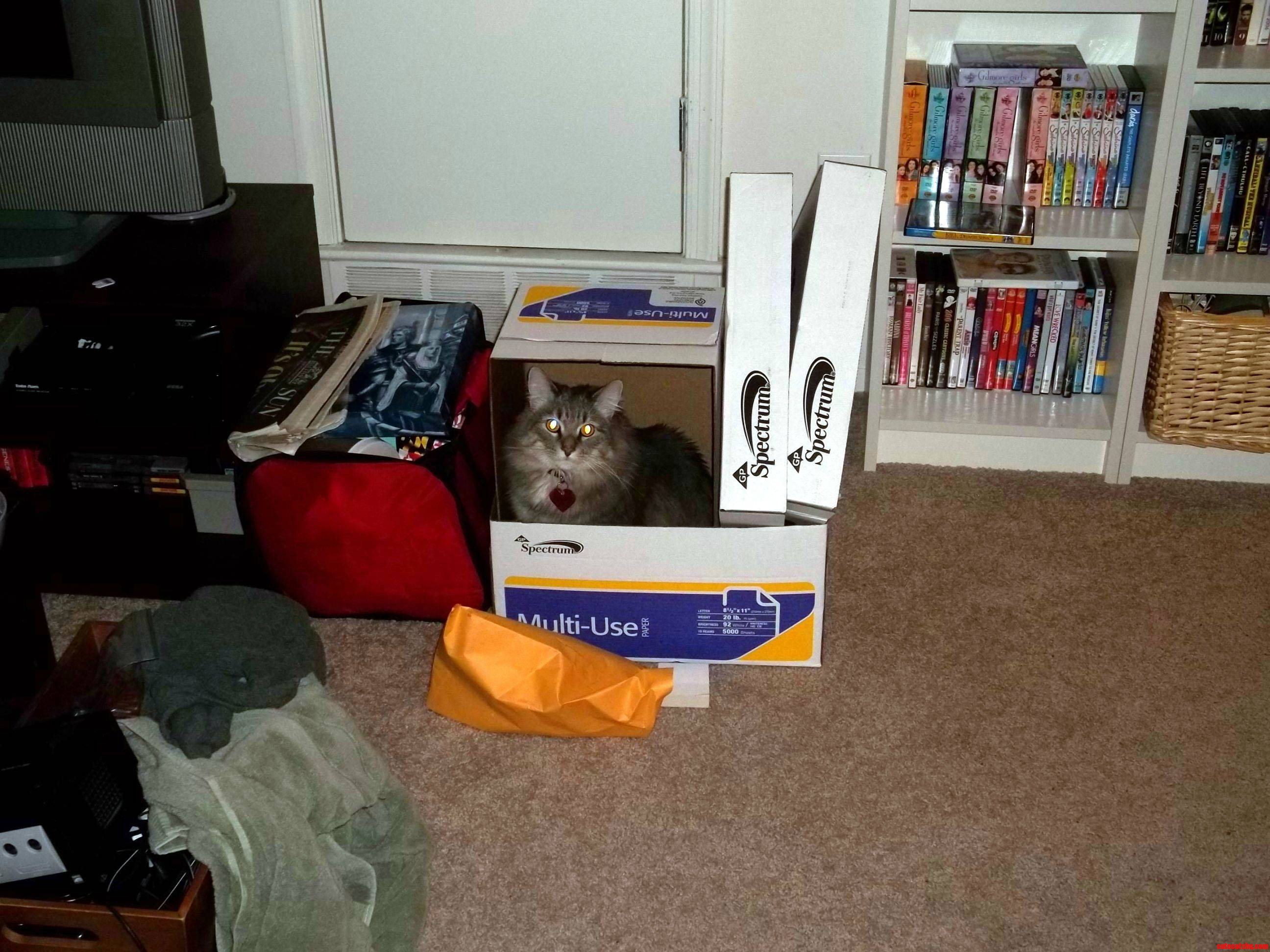 Packing for the Move-willie Establishes a Temporary Office