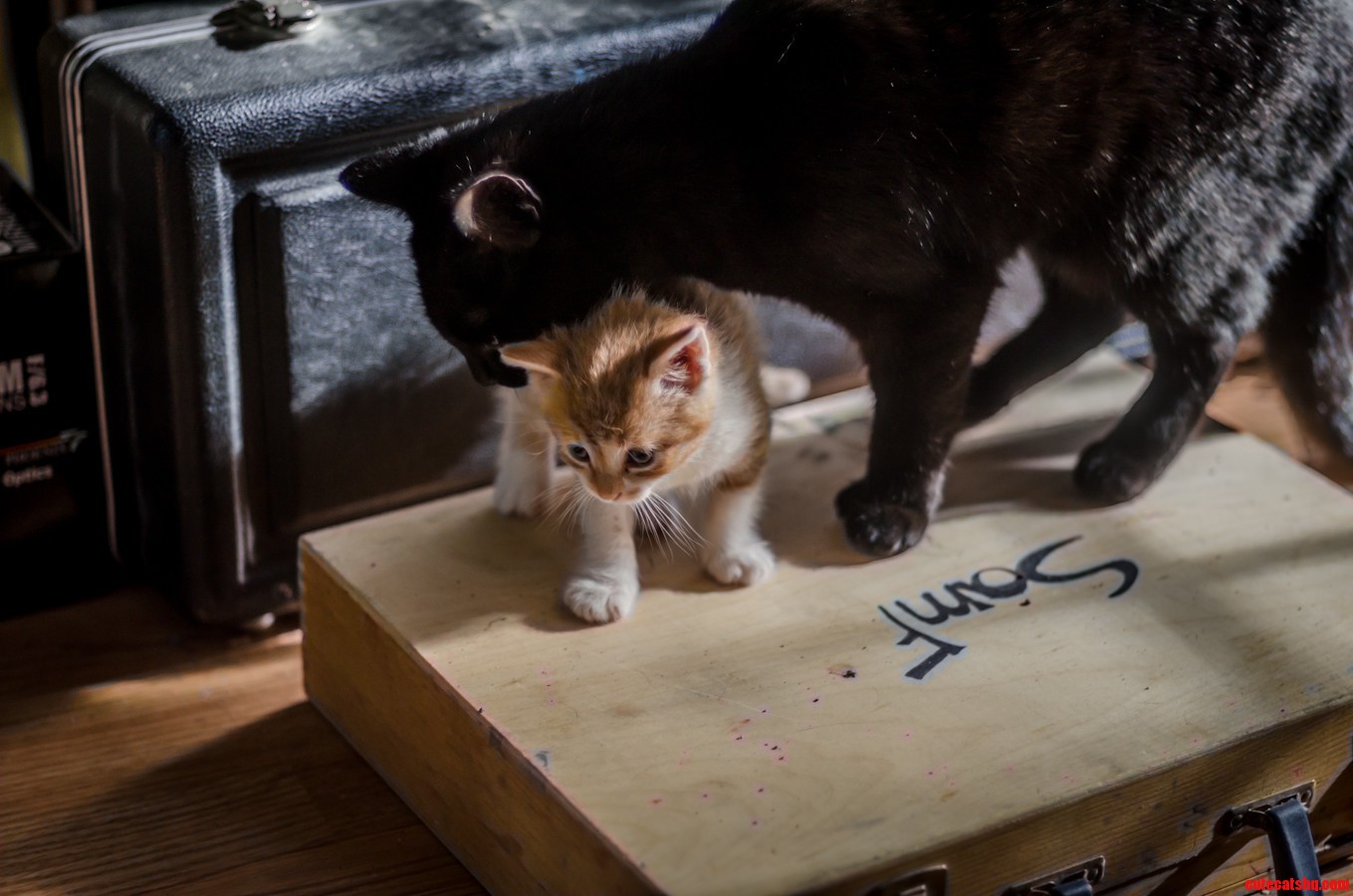 Pixel and Arthur Dent Are Starting to Bond
