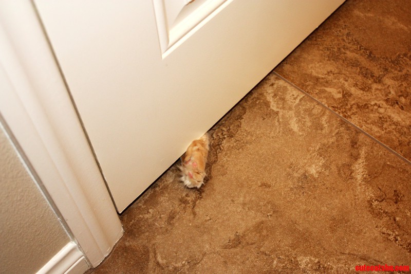 Pooping Games