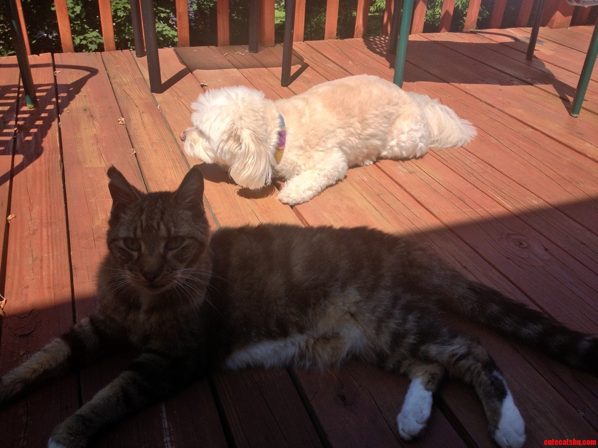 Proof That Cats Are Smarter Then Dogs. It S Blazing Hot  This Is Where They Lay Down.