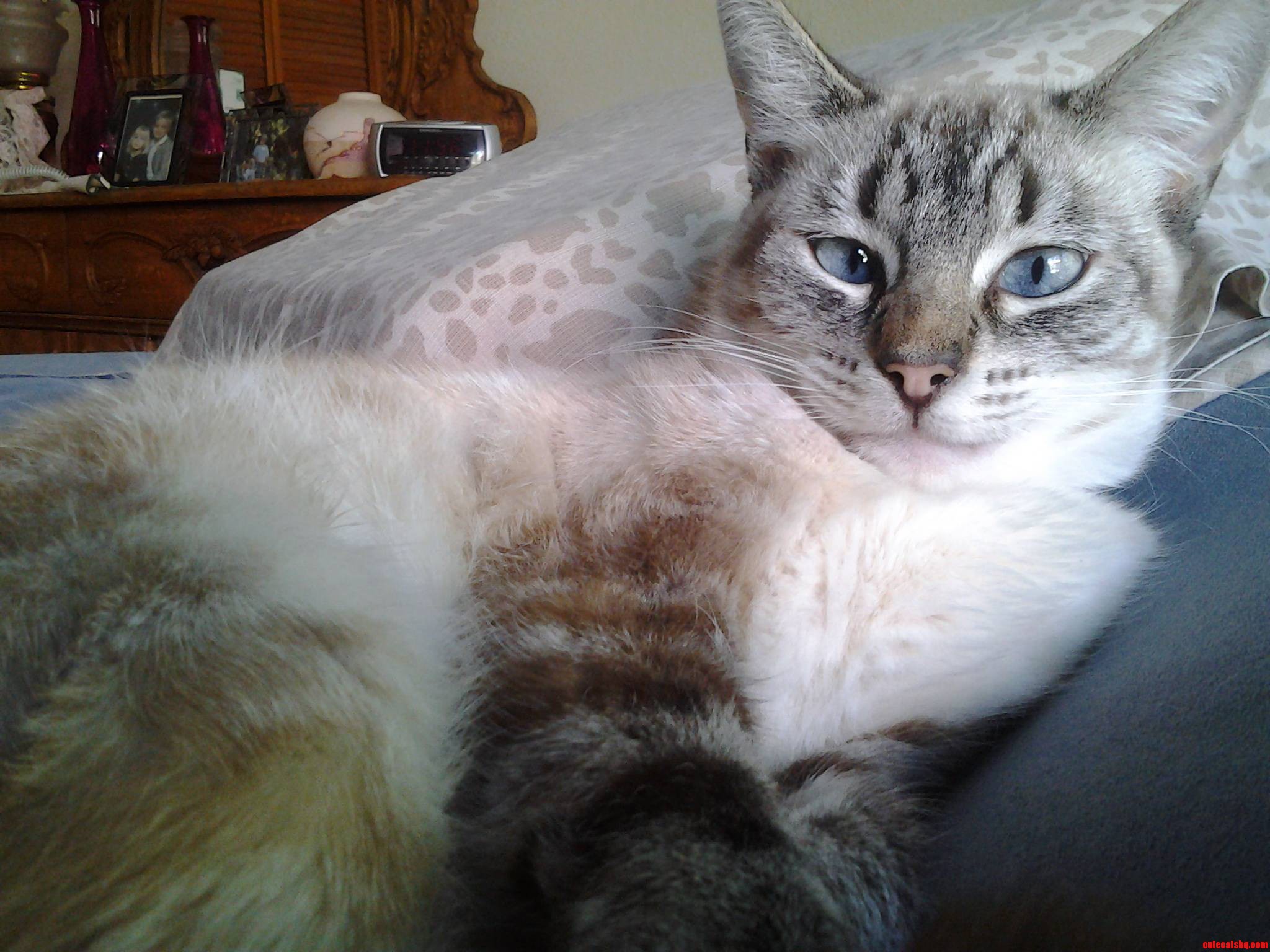 Reddit  Meet Blue. She Loves Giving This Look.