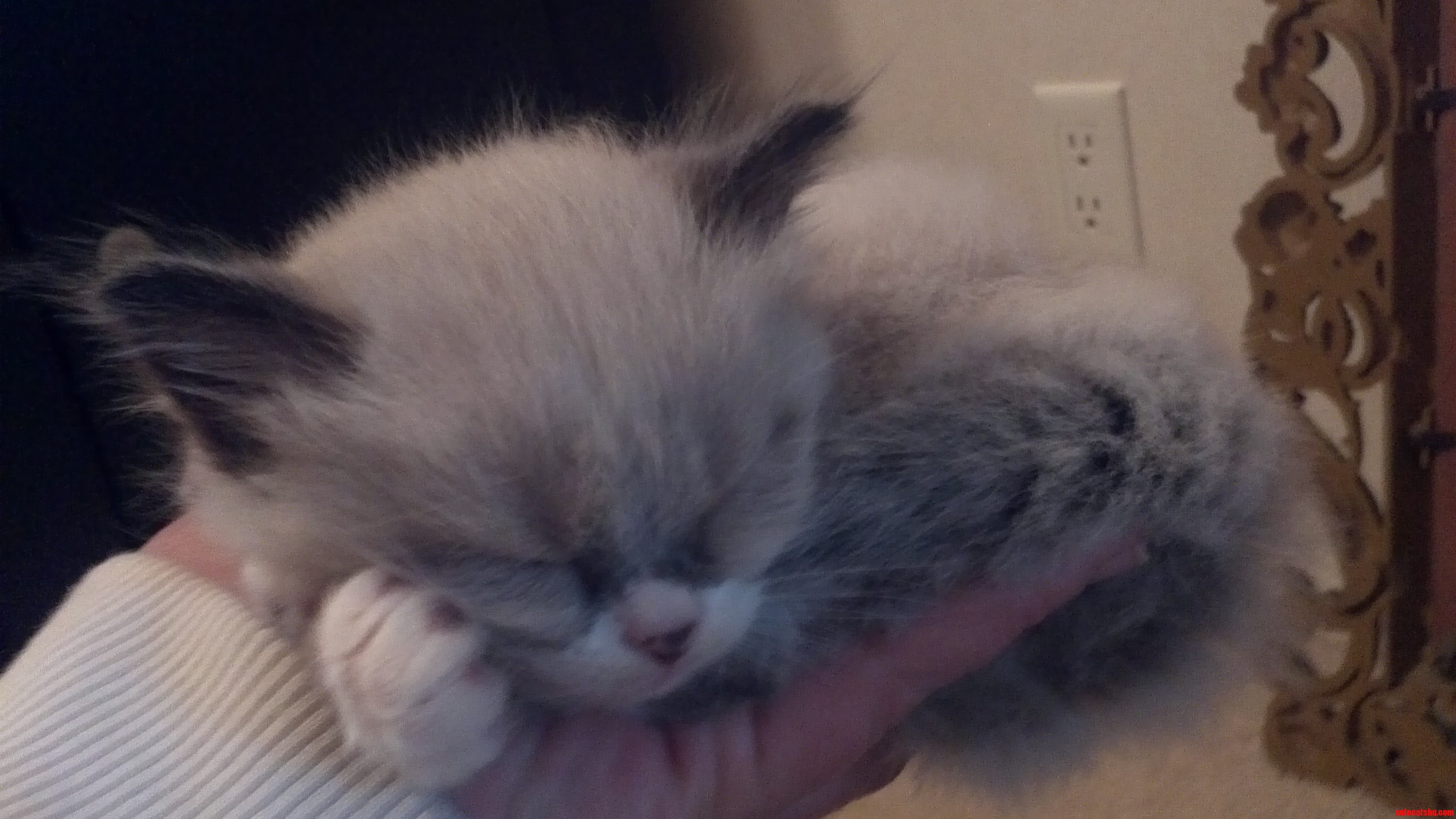 Reddit  Meet Lewiston Catpaccino Vonkittenstein