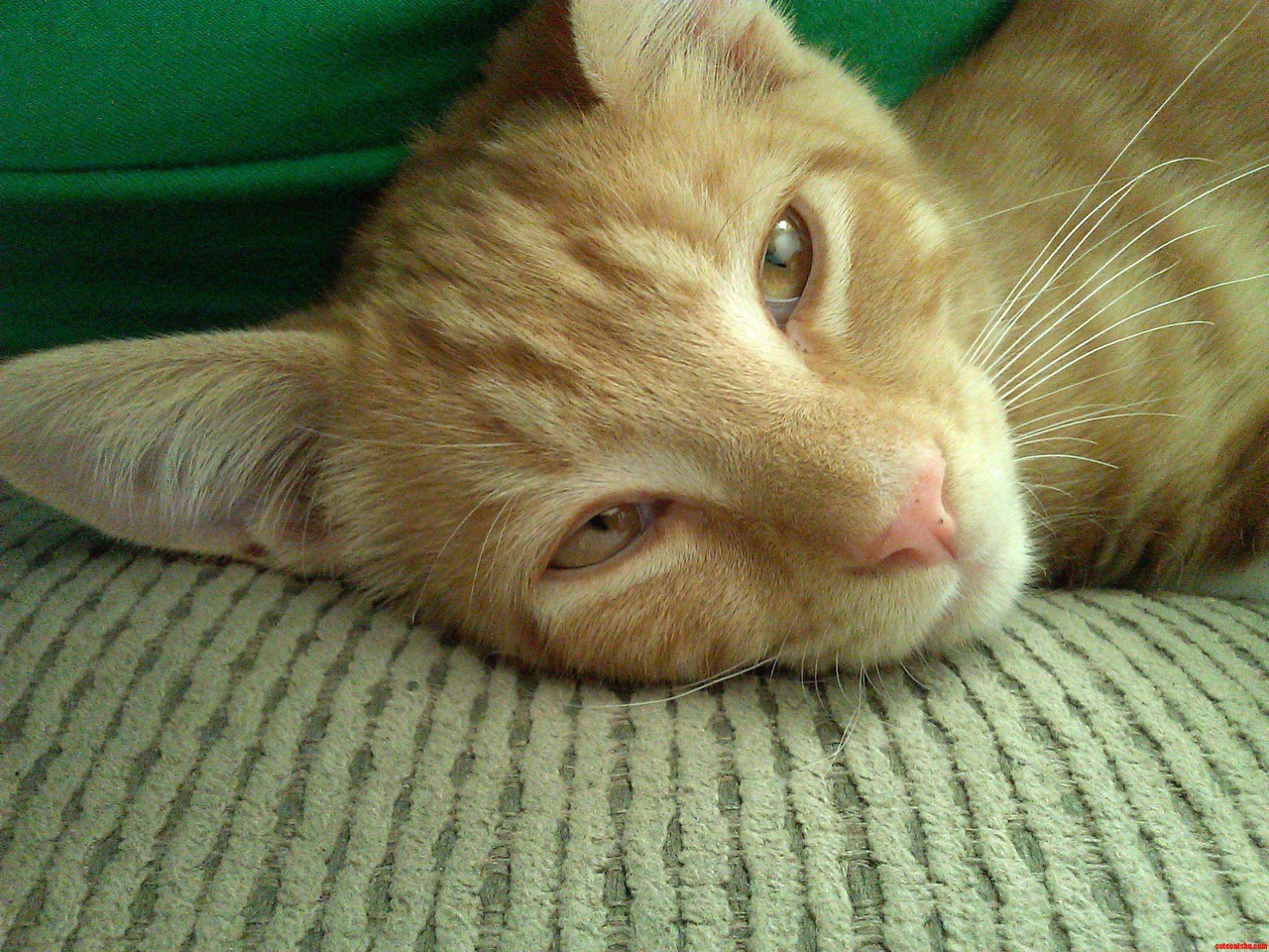 Reddit  Meet My Kitten  Spunky