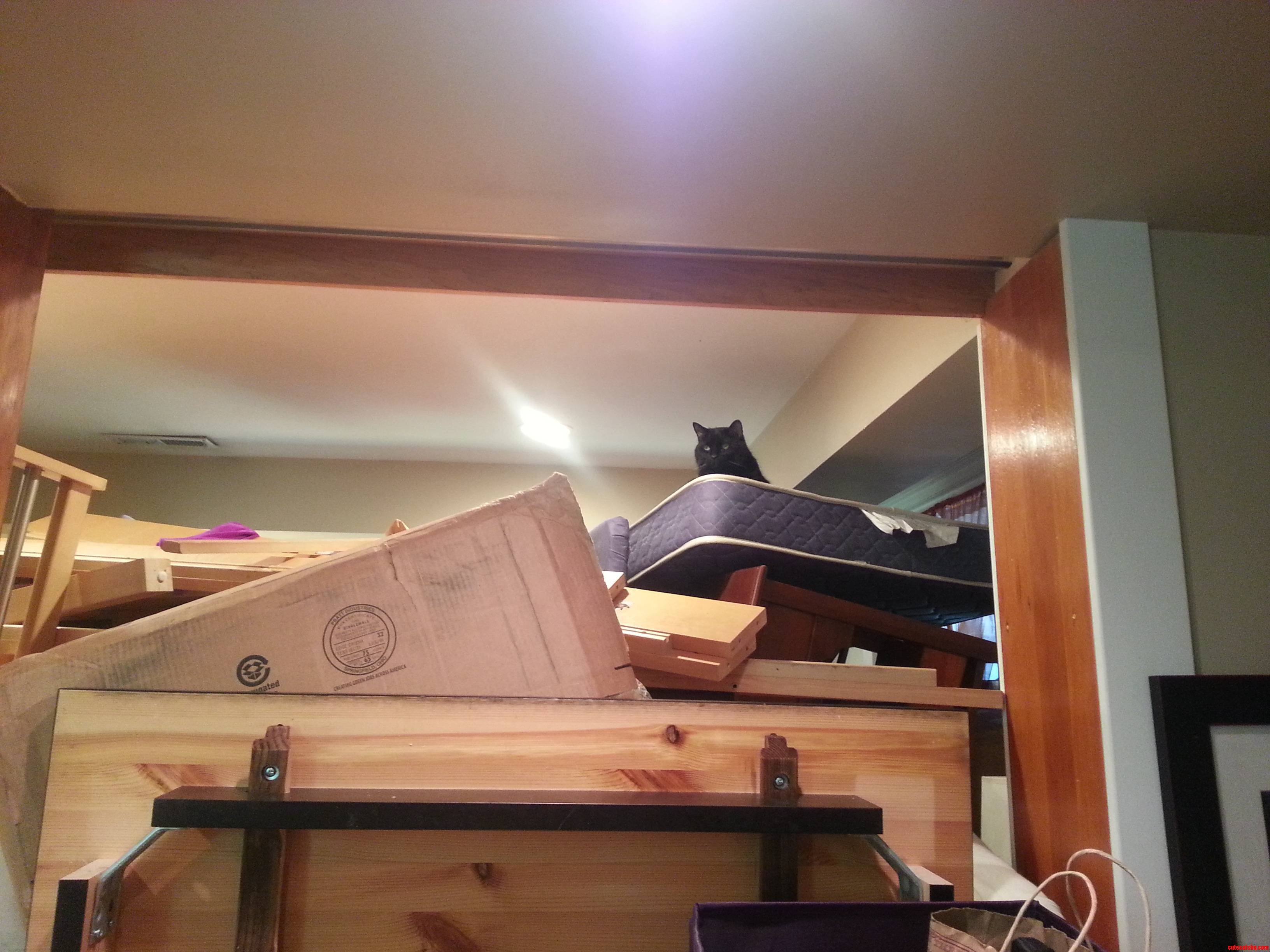 Remember I Posted About My Happy Cat with Moving Boxes He S Just As Happy on the Other End.