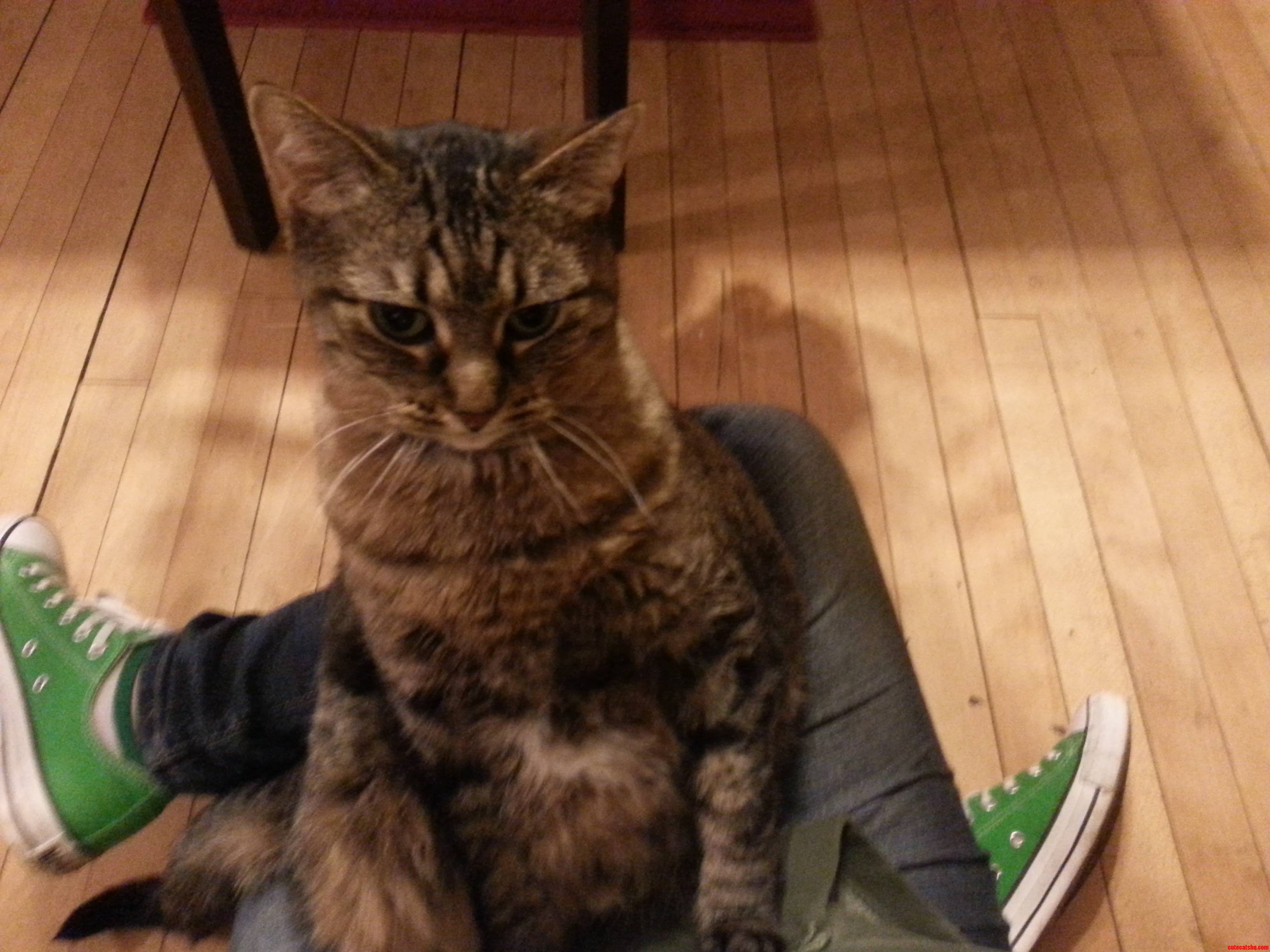 Sally Likes to Sit on My Lap Like a Human Child.