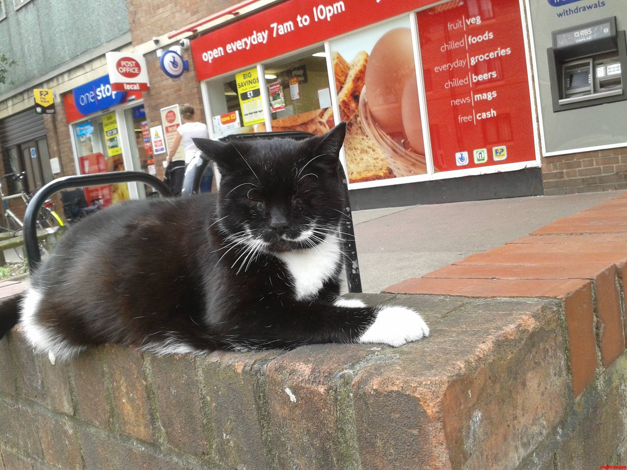 Saw This Classy Individual Sitting Outside a Shop Saying Hello to Passers by