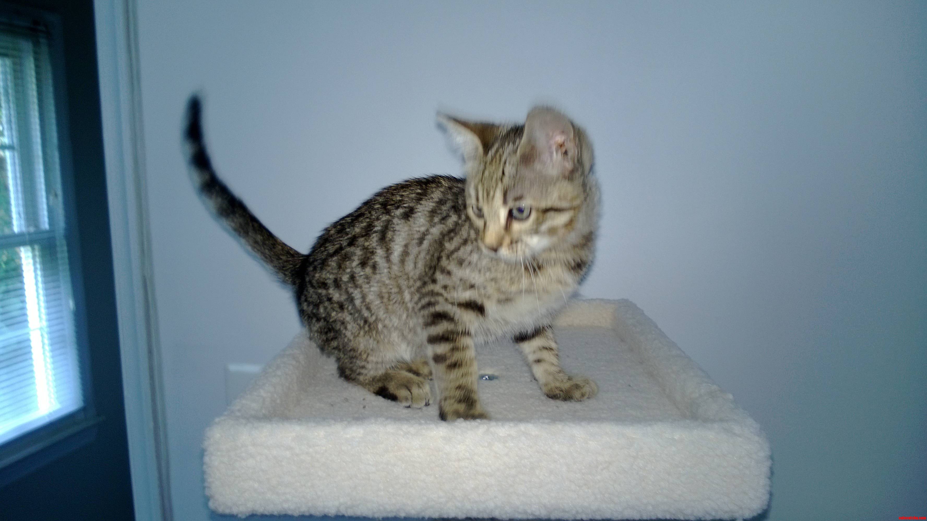 Say Hello to Moosh