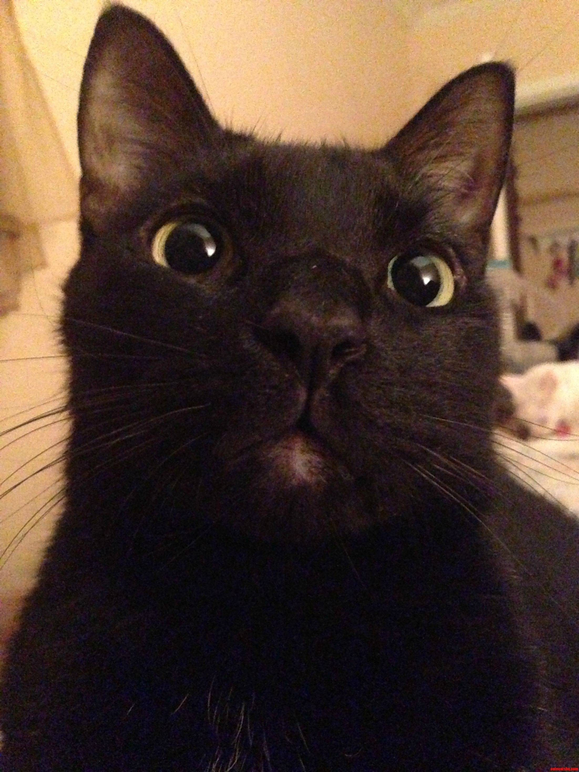 Seina Was Really Disturbed by the Fireworks Last Night.