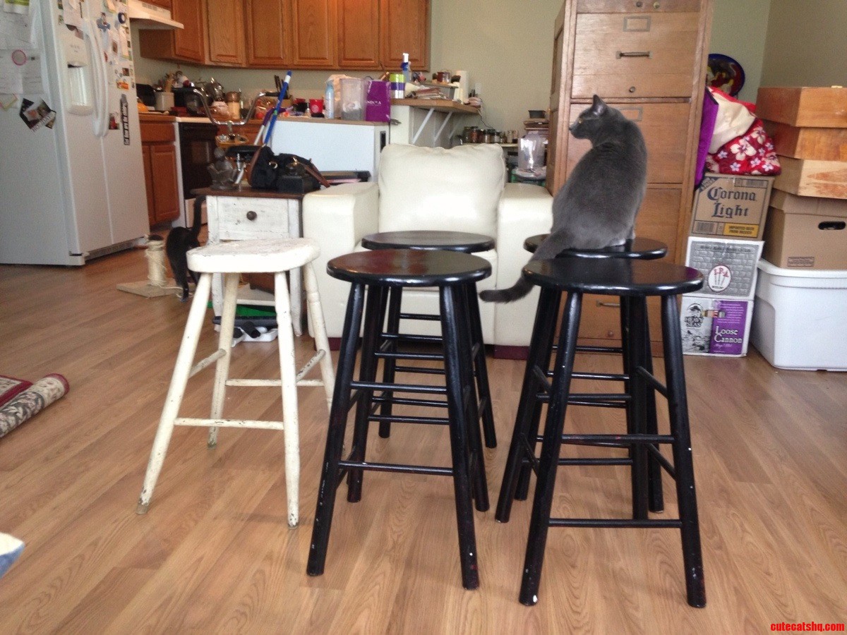Selling Furniture - Had to Put Cat Not Included Captions on Most Pics.