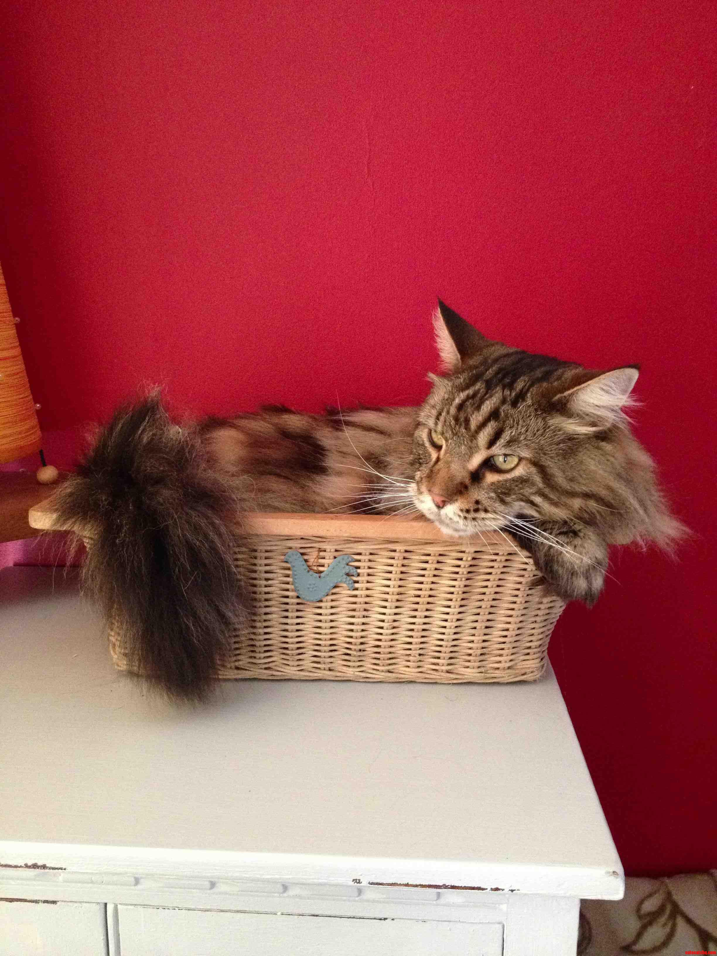 Set a Trap Up for My Little One but My Maine Coon Had Taken Control.