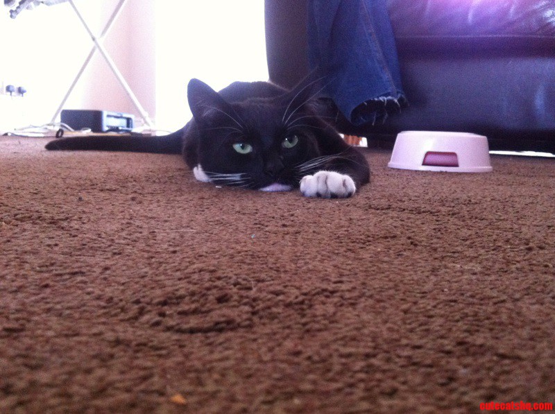 She Caught a Pigeon and My Sister Took It of Her. She Was Not Happy