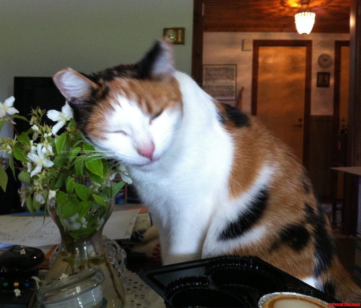 She Loves Jasminflowers