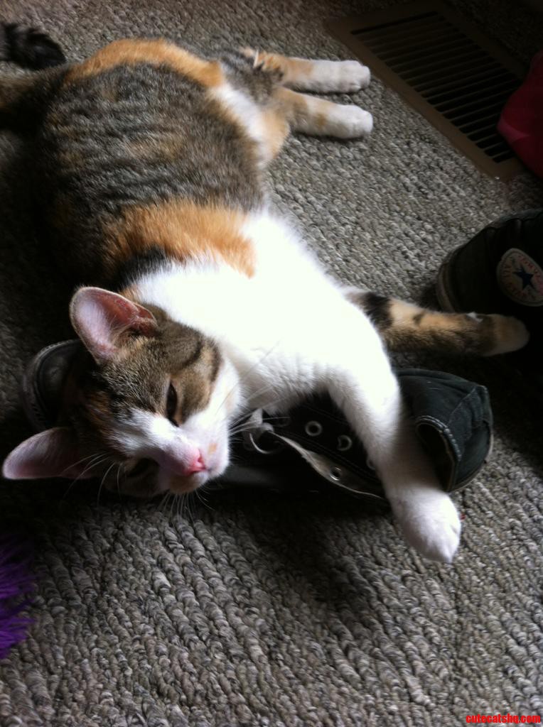 She Loves Sleeping on My Shoes.