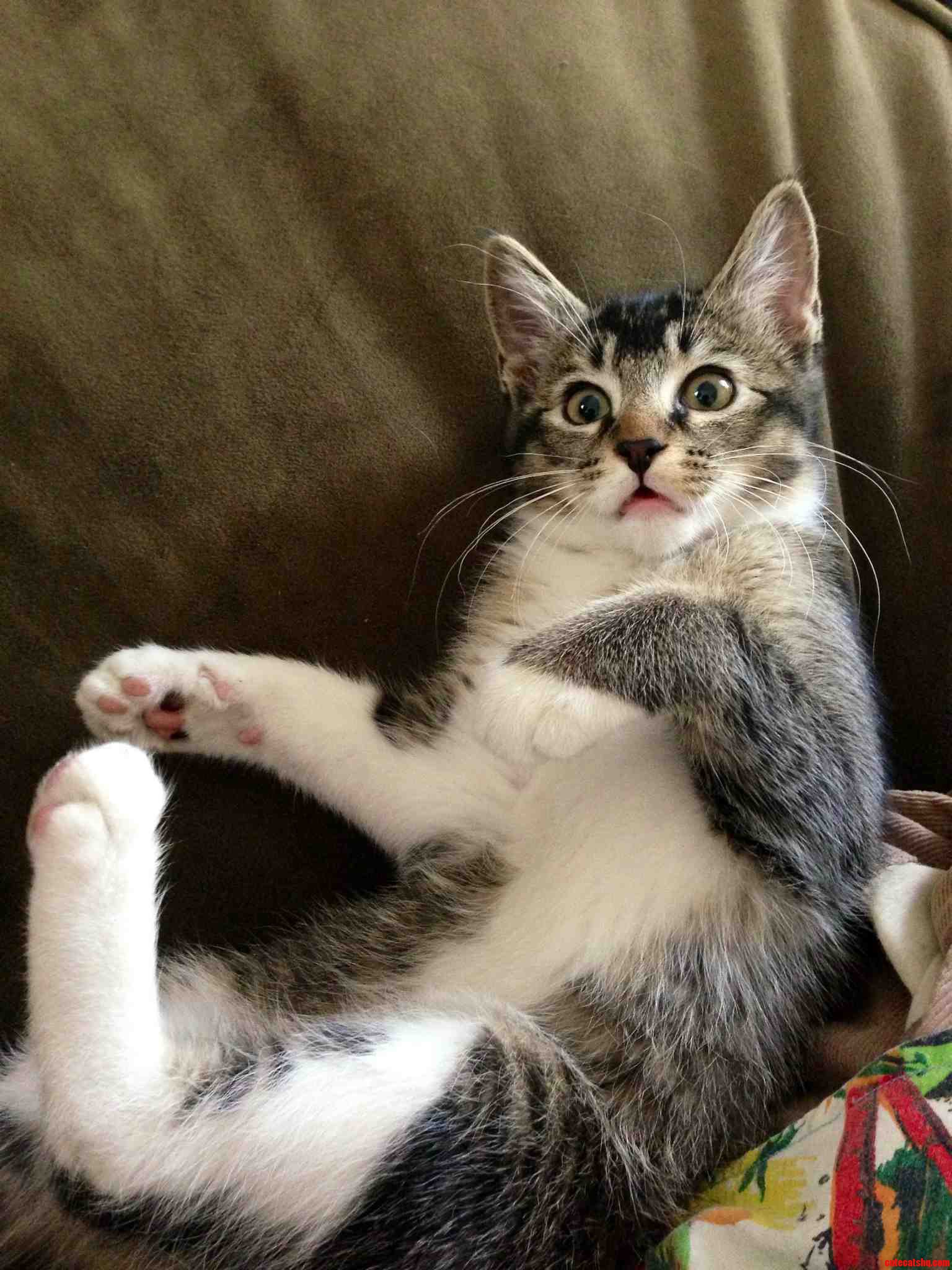 She Makes This Same Dumb Face Every Time I Walk in on Her Licking Herself