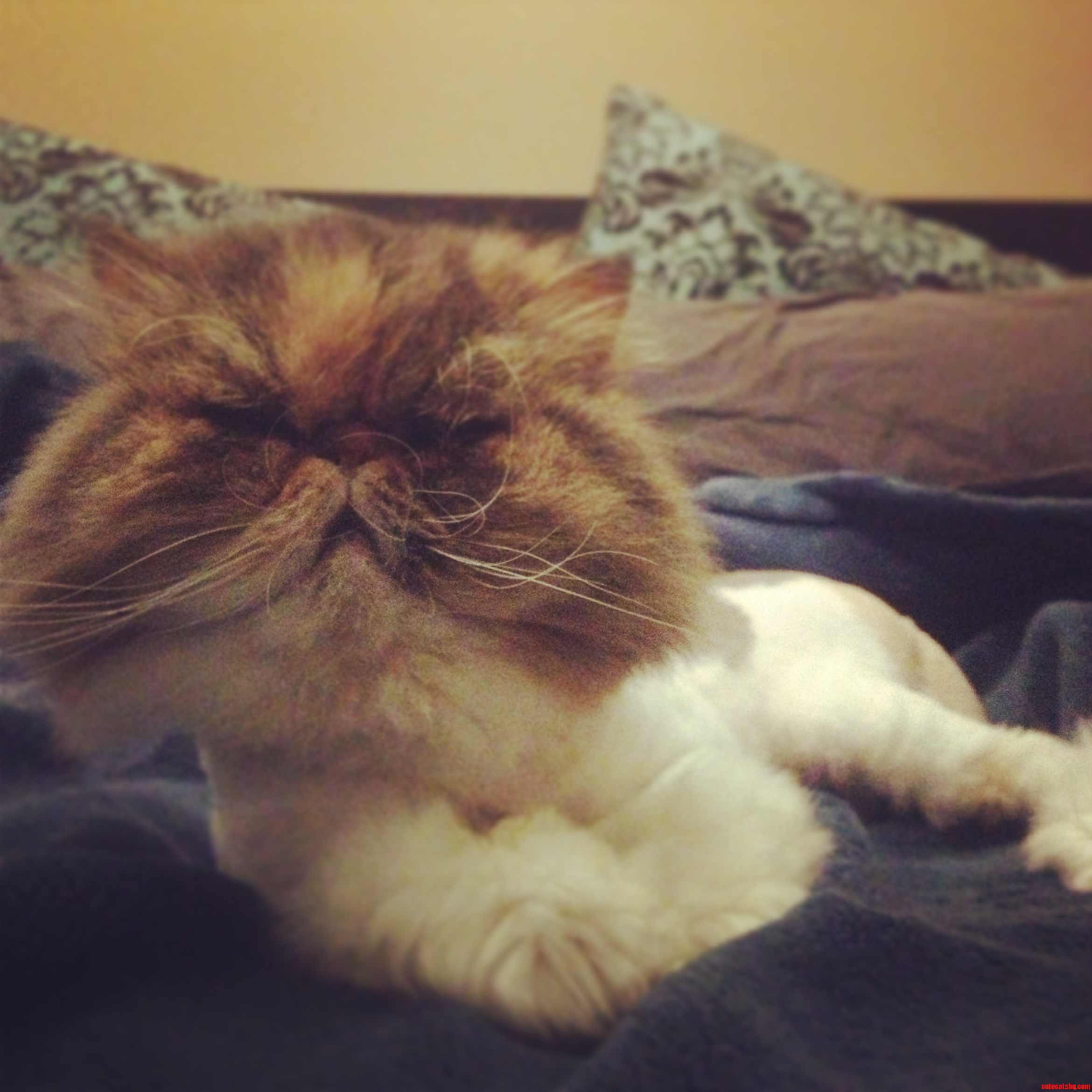 She Thinks She Owns the Bed...