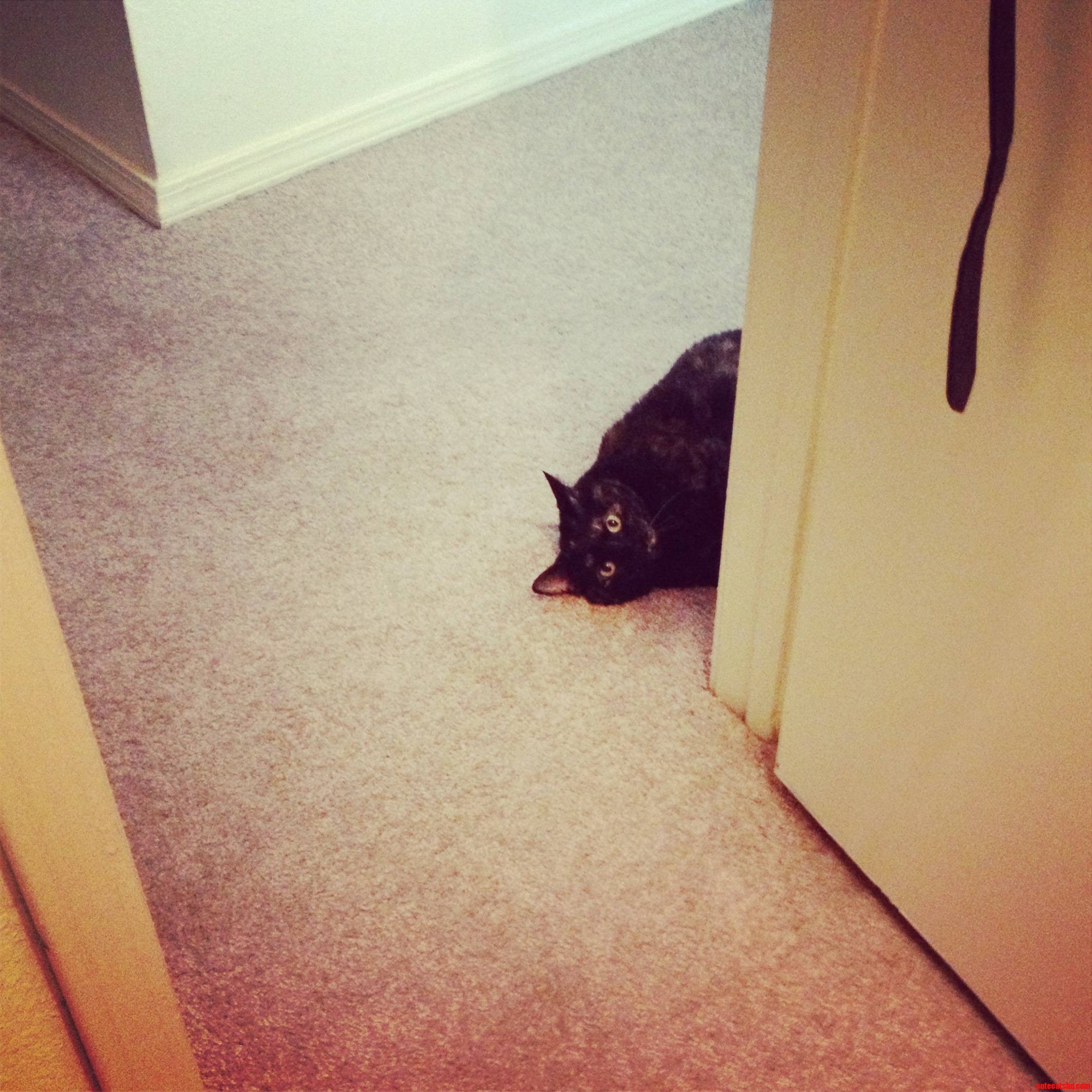 She Wanted to Know What I Was Doing  but She Was Too Lazy to Walk Into the Room.