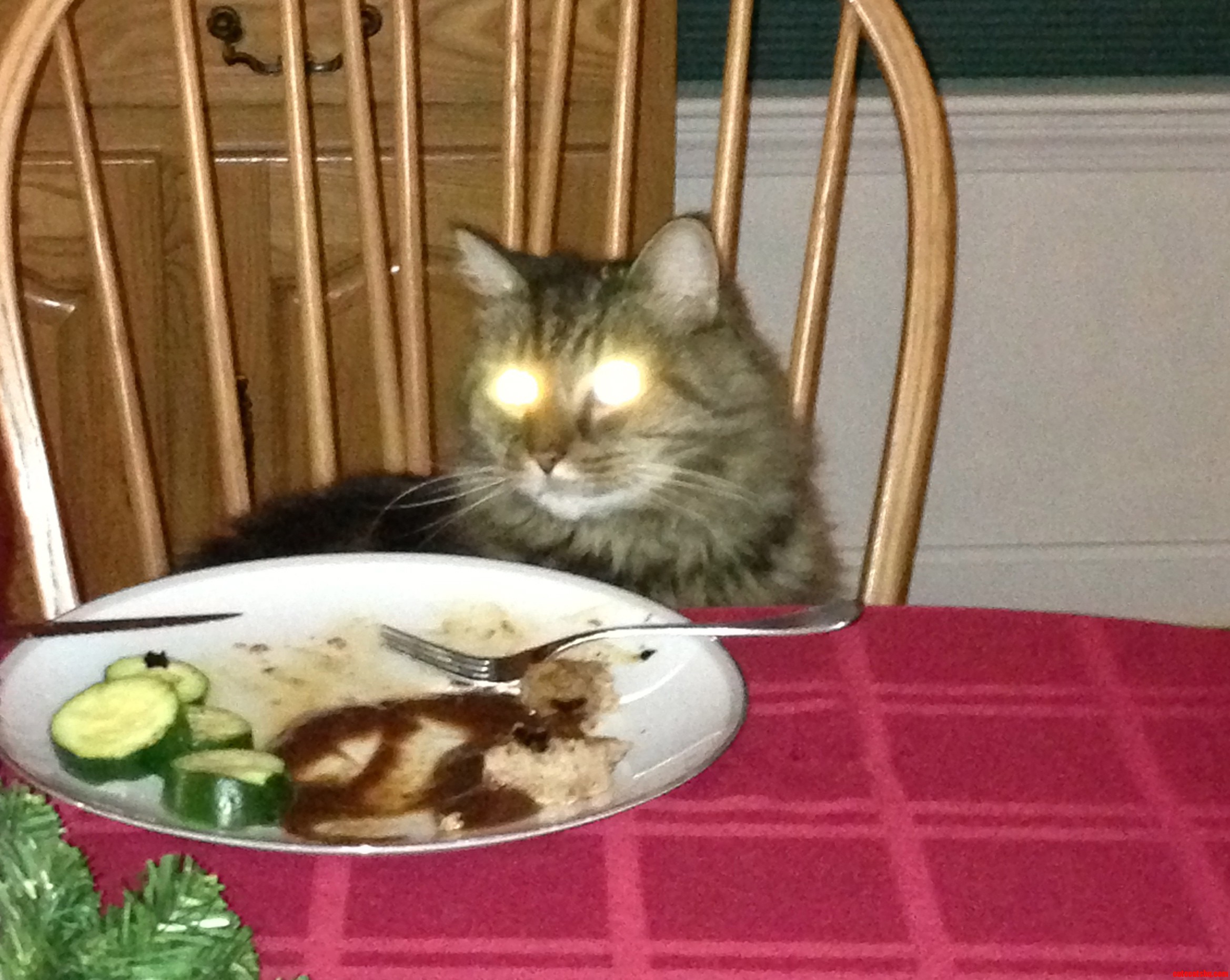 Silly Humans. Cat S Don T Need Knives to Cut Meat.