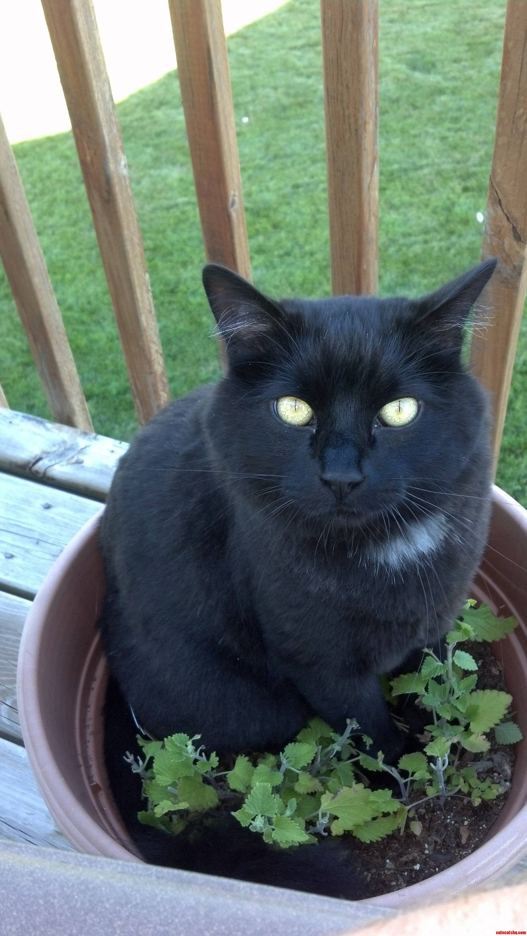 Sitting in His Pot of Nip