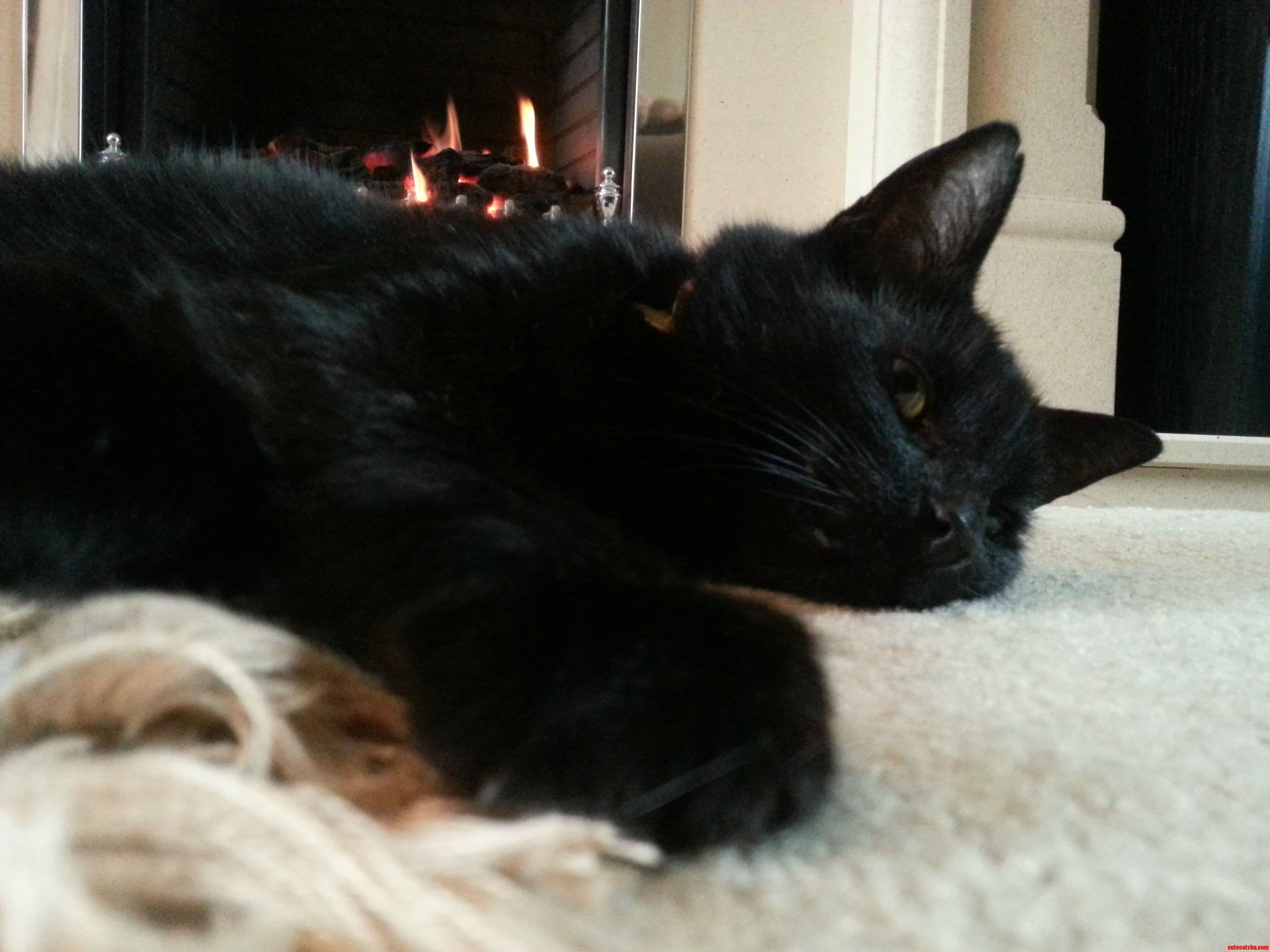 Sixteen Years Old  One Eye  Grumpiest Sonovabitch You Ll Ever Meet. Still My Boy.