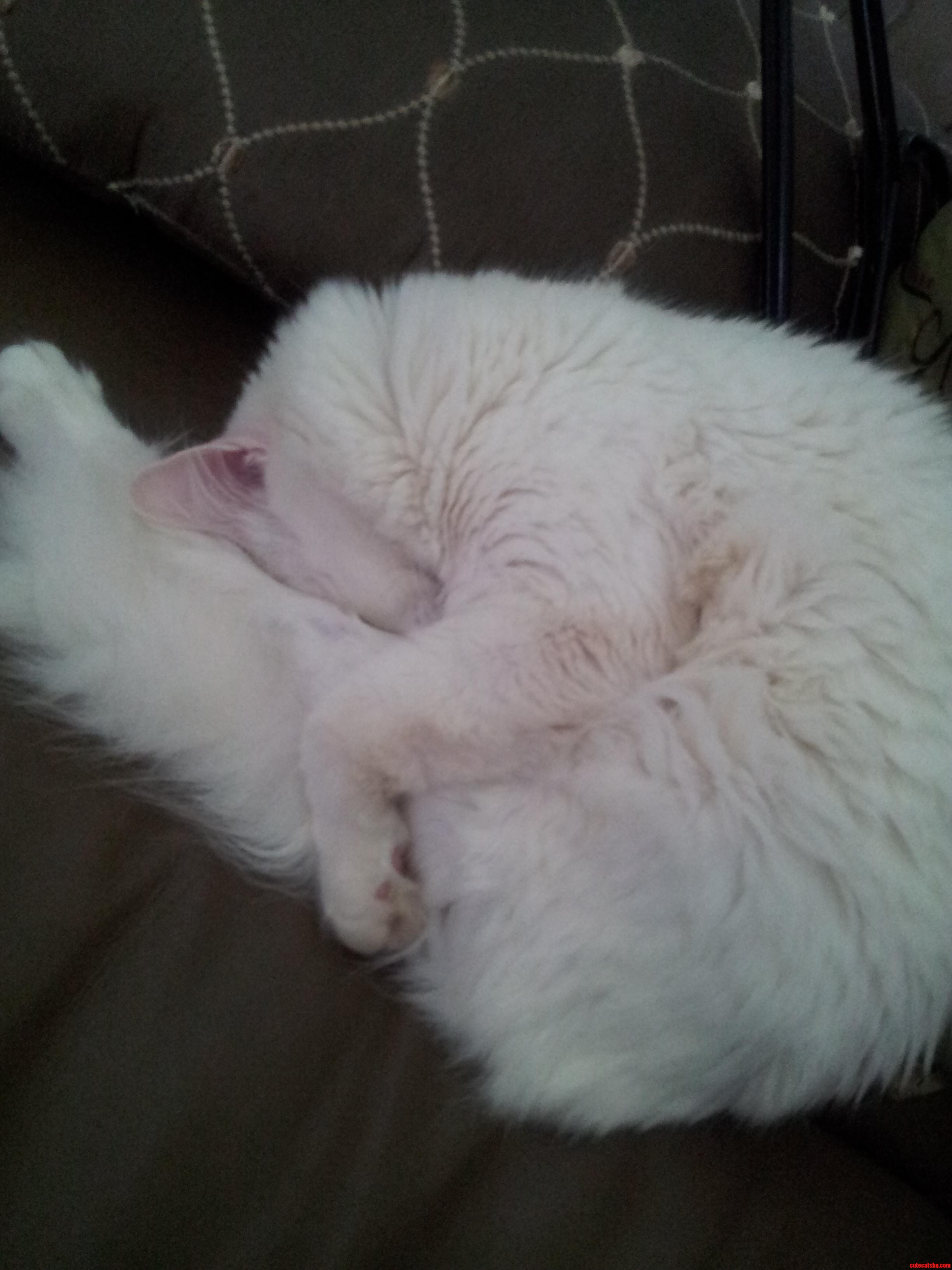 Sleeping Habits of My Cat
