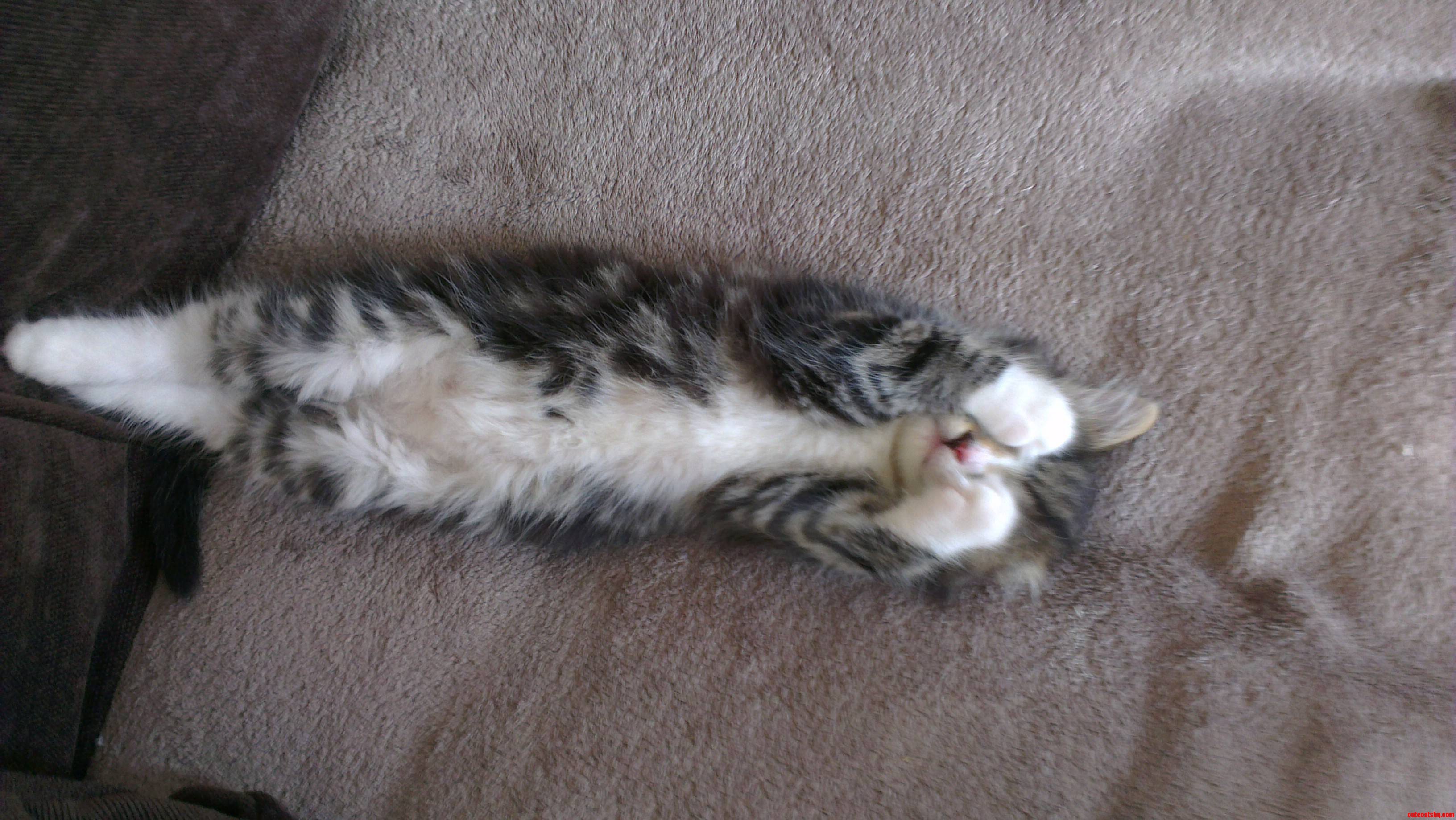 Sleeping Peek-a-boo Kitten