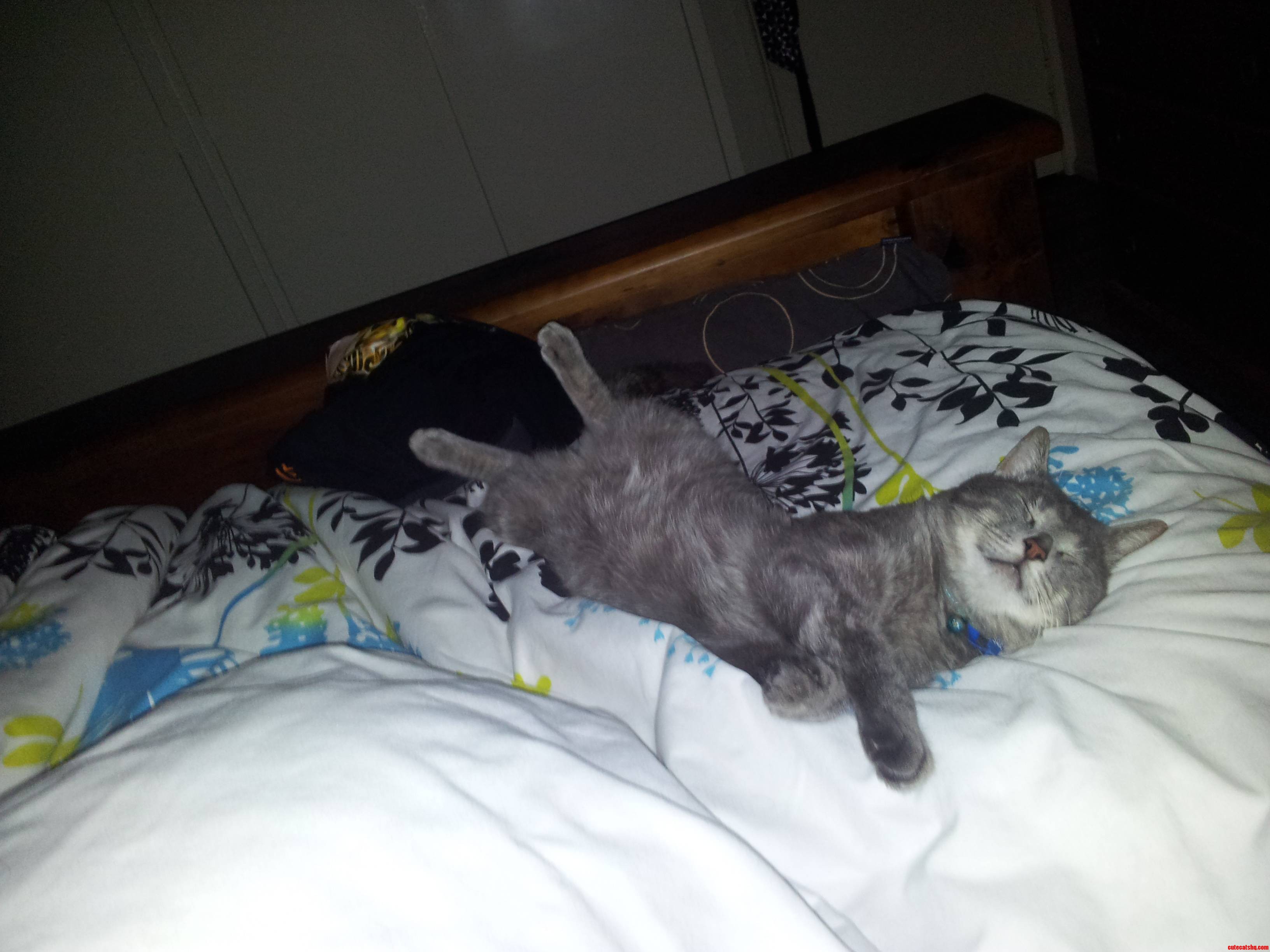 Sleeps Weird  but a Great Companion.
