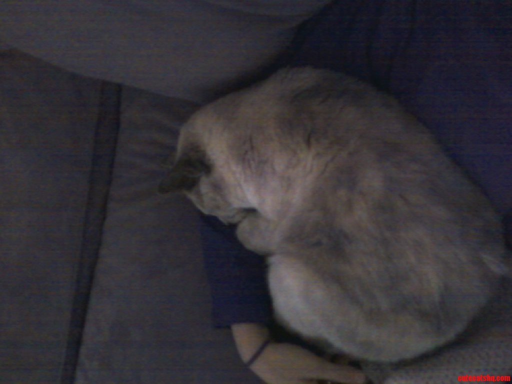Sleepy Kitty