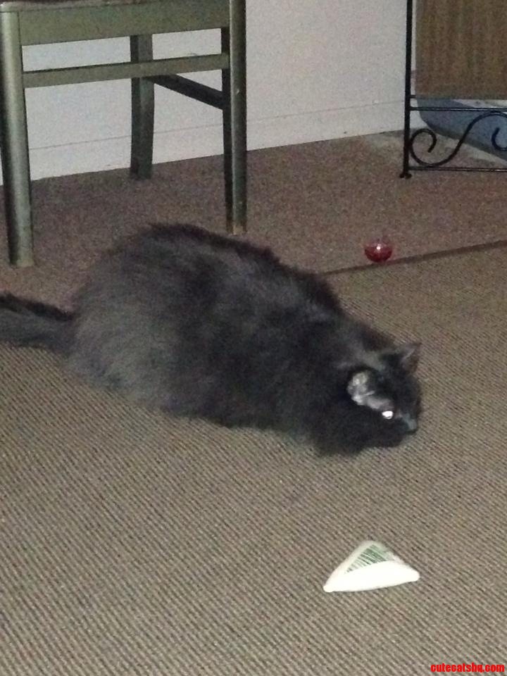 Smokey  My Gf S Cat  Poised to Strike