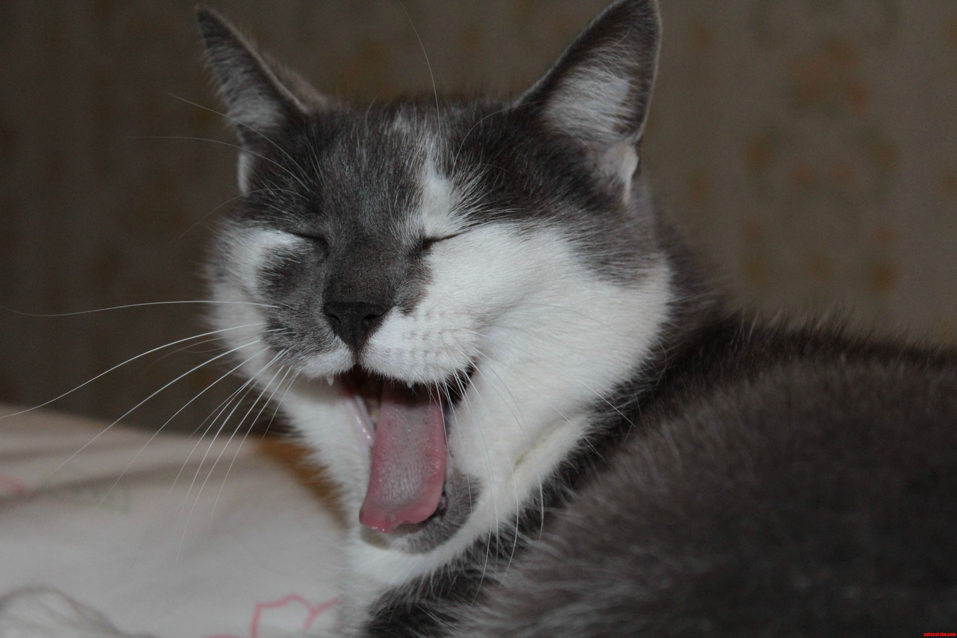 Snapped a Photo of My Cat Mid-yawn.