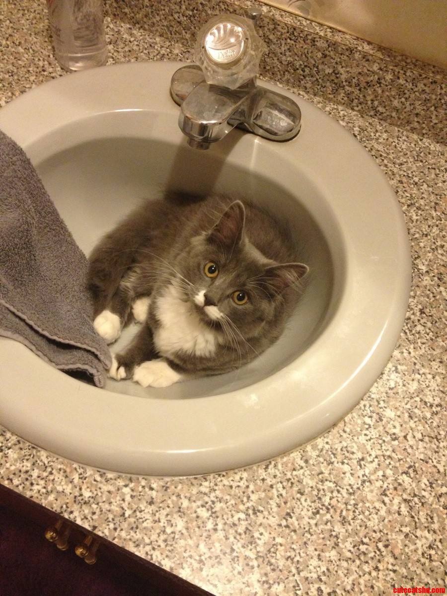 Sneakers Decided It Would Be a Good Idea to Lay in the Sink Right Before I Went to Wash My Hands..