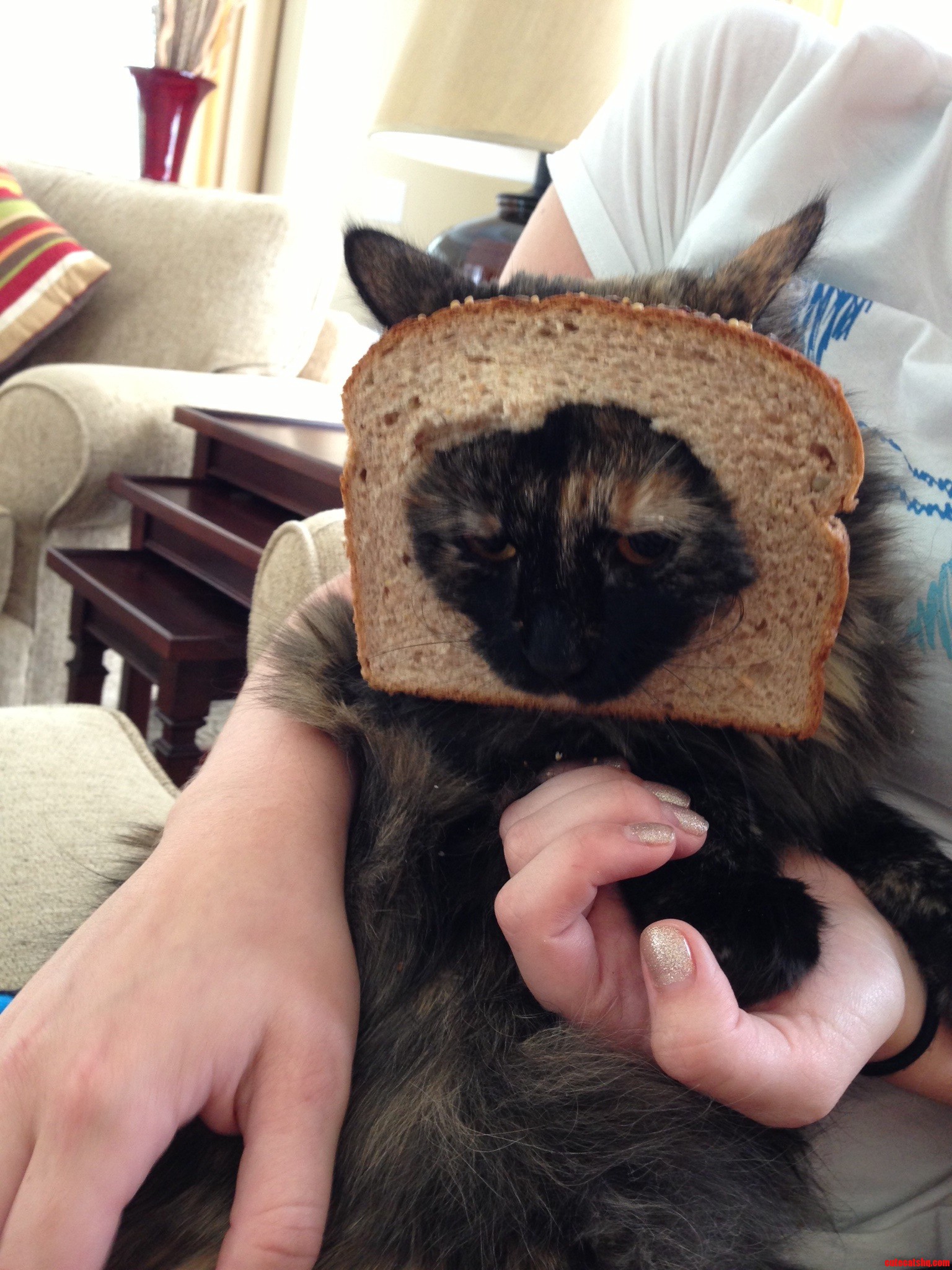 So My Friend Decided to Torture Her Cat Today...