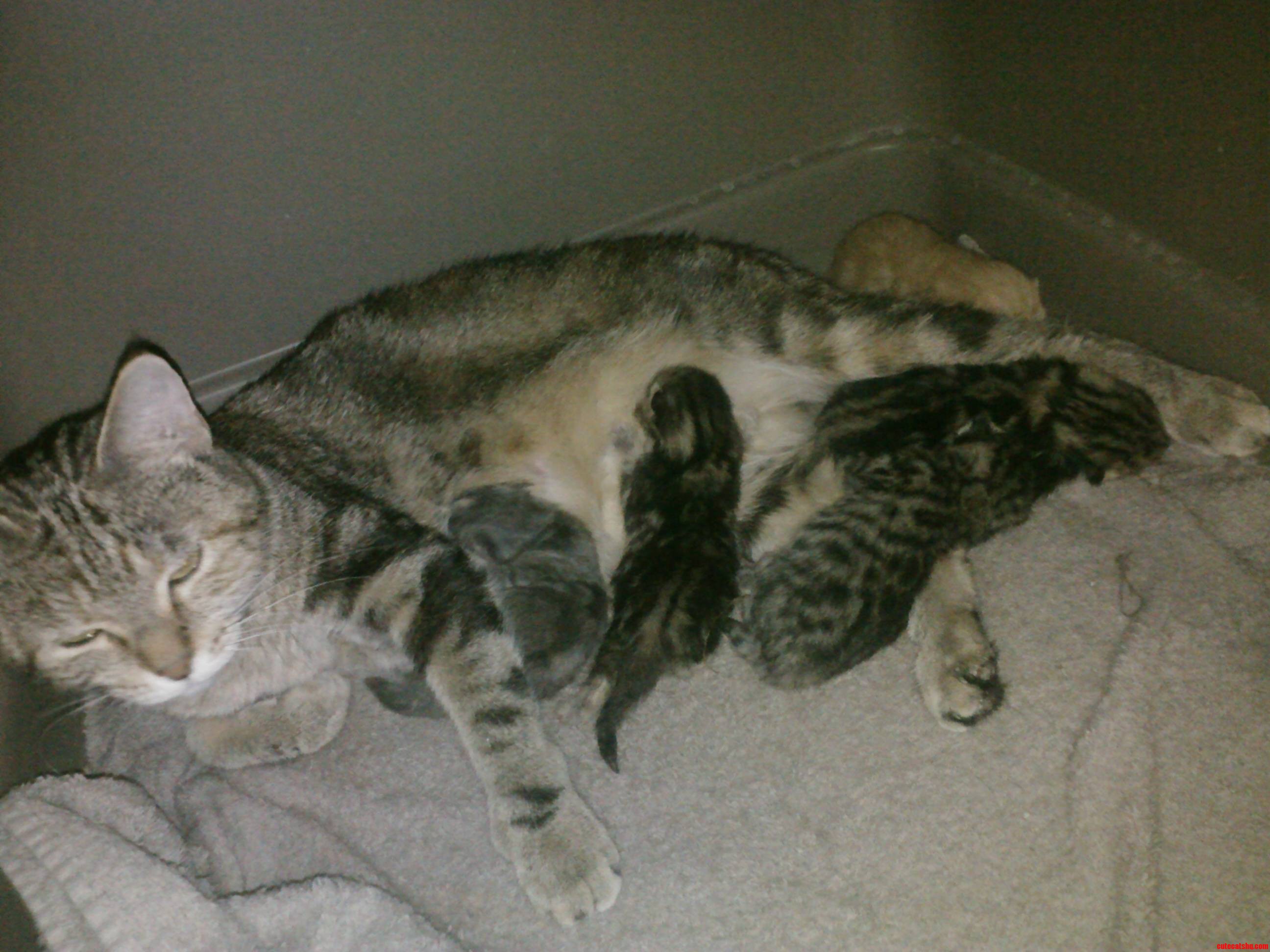 So My Kitty Had Kittens Last Night.