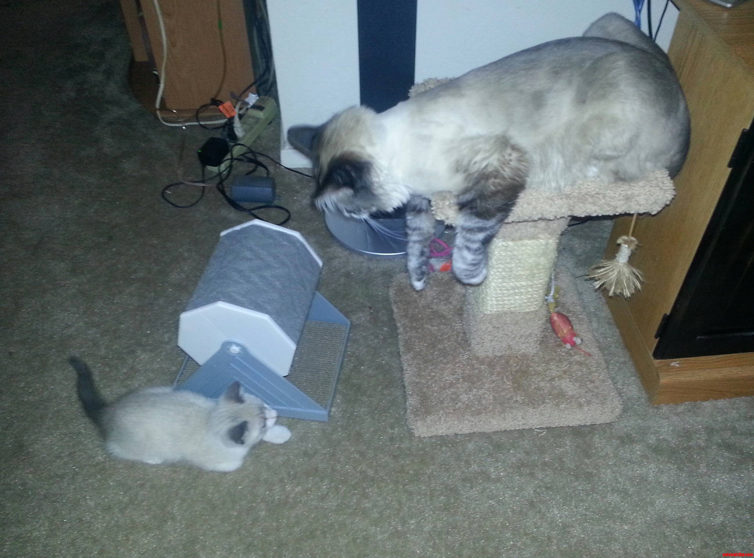 So We Got a Kitten...i Think They Like Each Other.