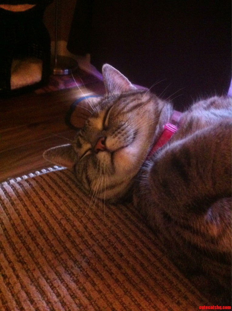 Soft Kitty  Warm Kitty  Little Ball of Fur... Happy Kitty  Sleapy Jitty   Purr Purr Purr