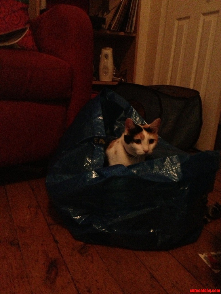 Someone Wanted to Go on an Ikea Run