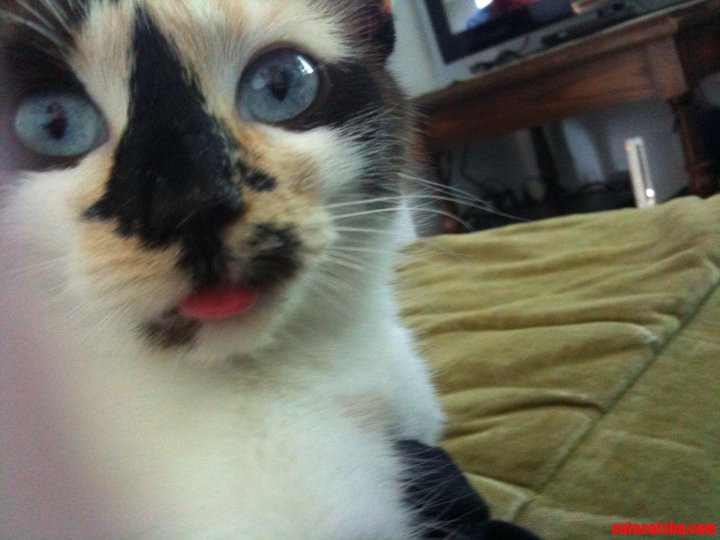 Sometimes Purring Is So Intense Your Tongue Apparently Has to Hang Out.