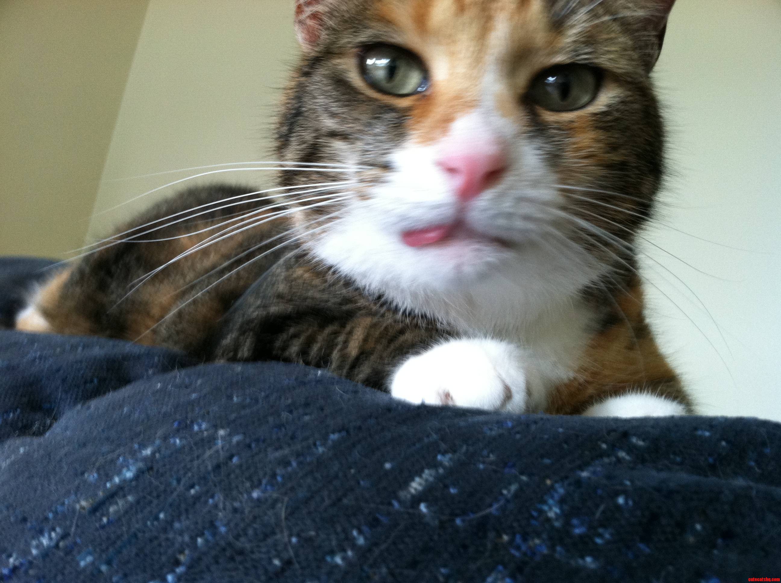 Sometimes She Just Sits Around with Her Tongue Sticking Out