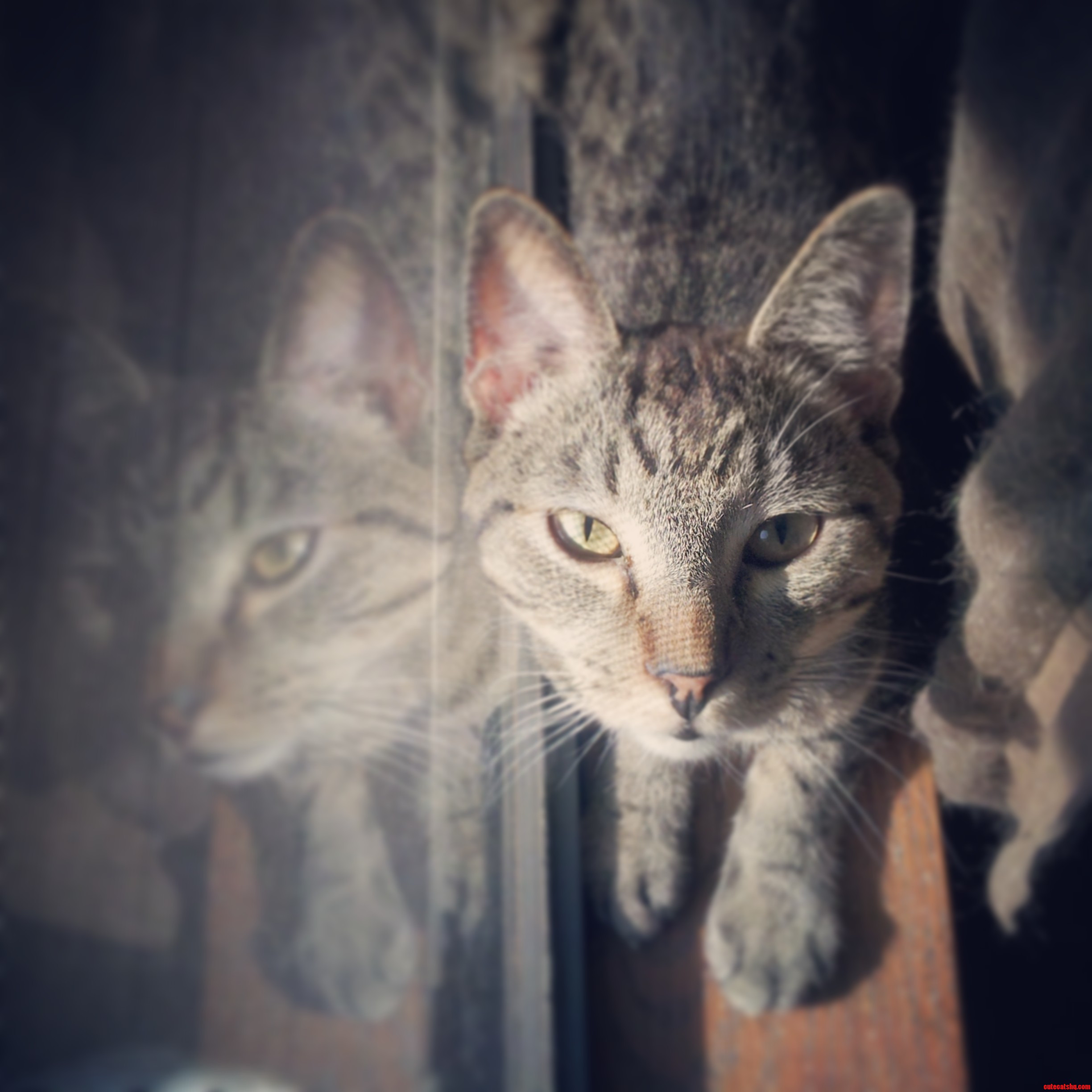 Spar Is the Most Chill Kitty.