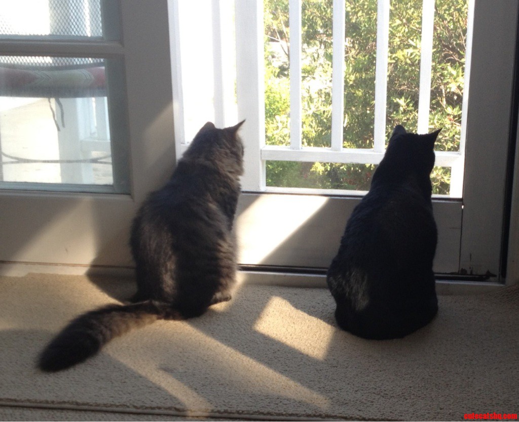 Squirrel Spectators.