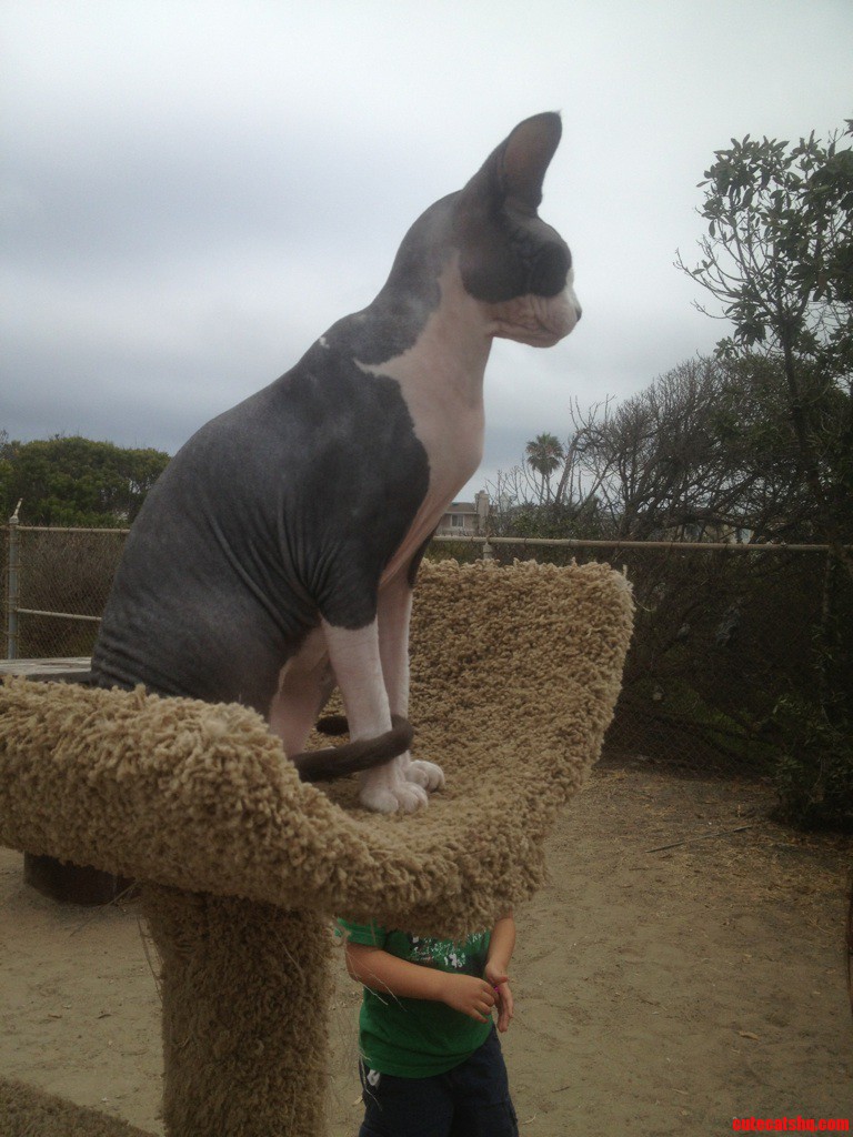 Stanley. the Hairless Cat I Met at the Beach