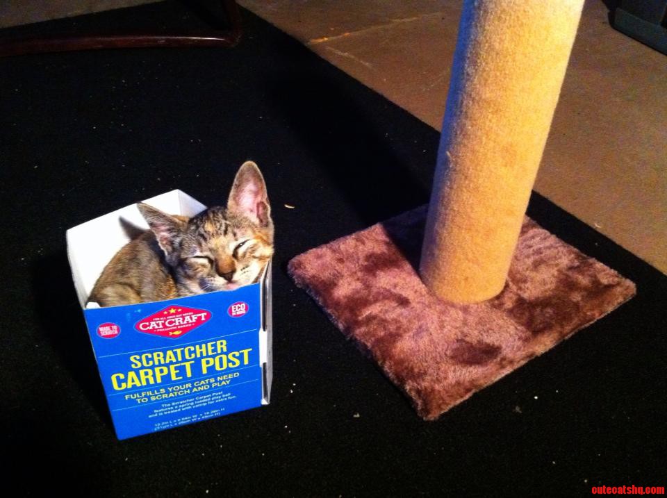 Stereotypical Kitty