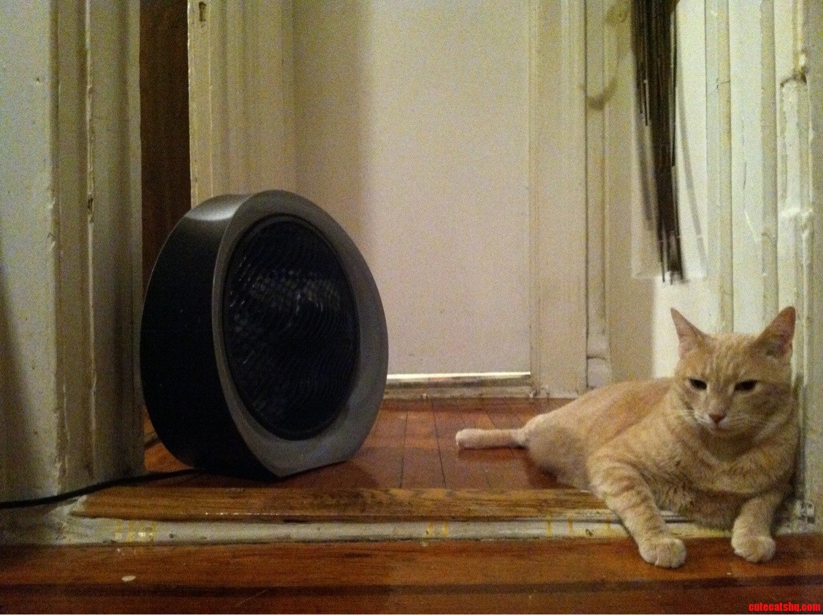 Summertime Kitty in the Big City  the Ac Is on Too