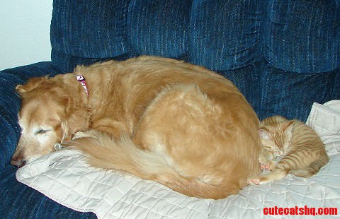 Taking a Nap with His Buddy.